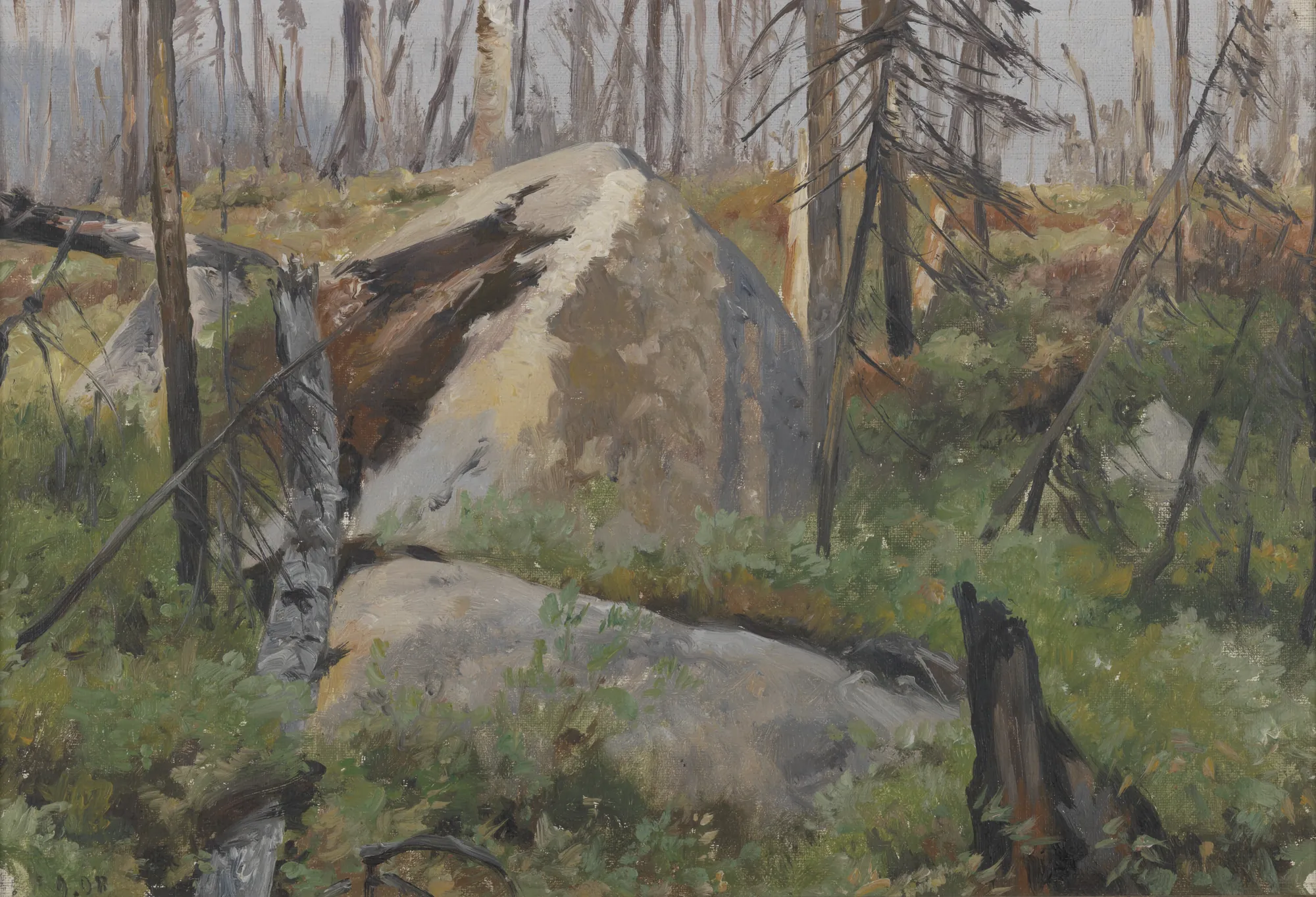 Dead Forest in Canada