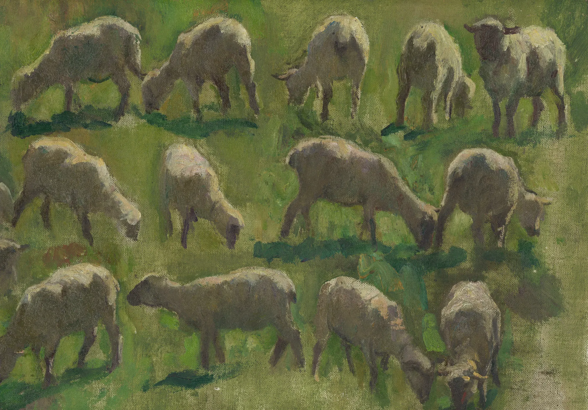 Sheep in a Field