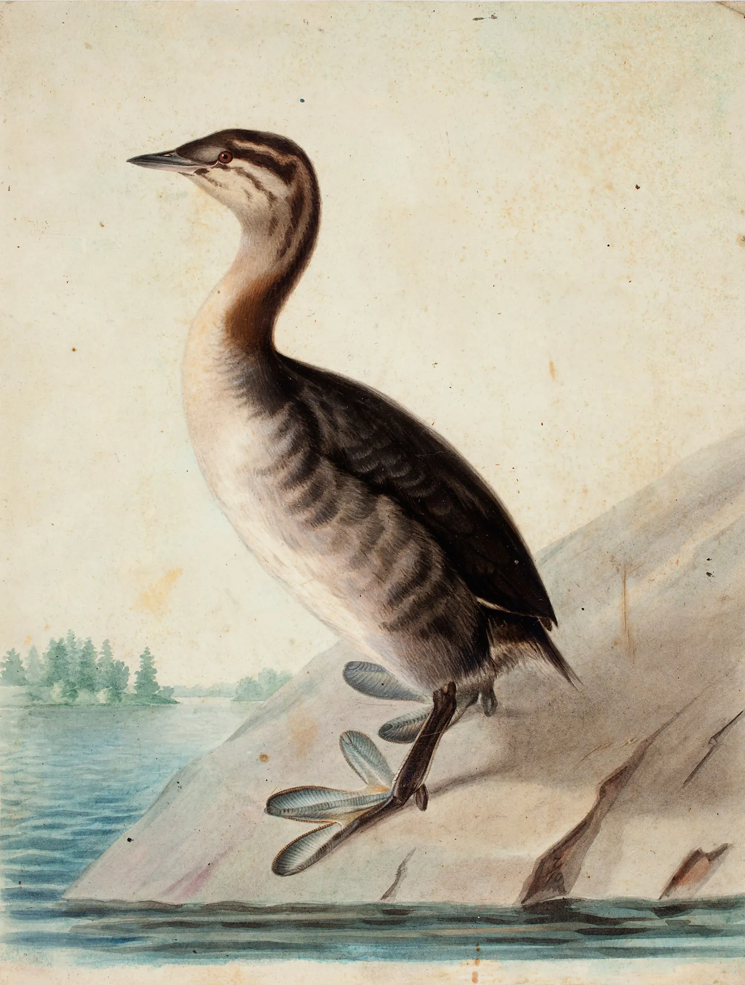 Young Horned Grebe