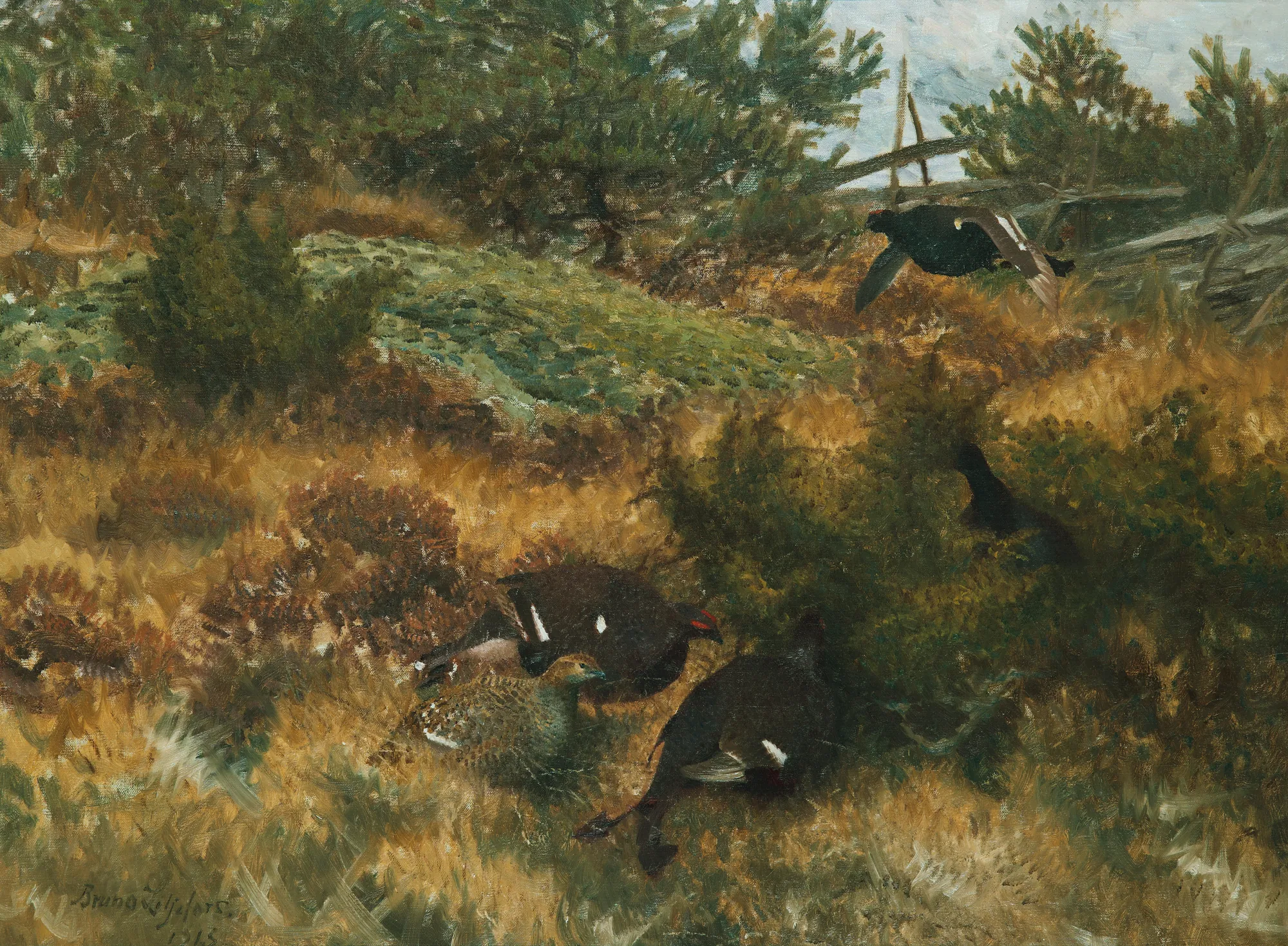 Black Grouse in Autumn Landscape