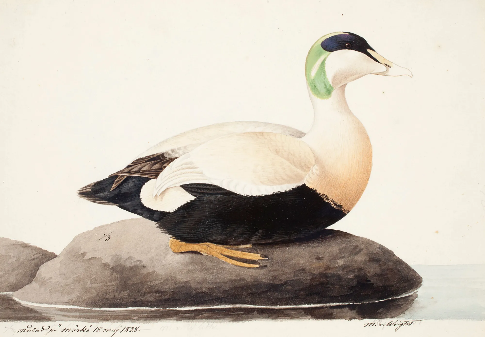 Common Eider, Male