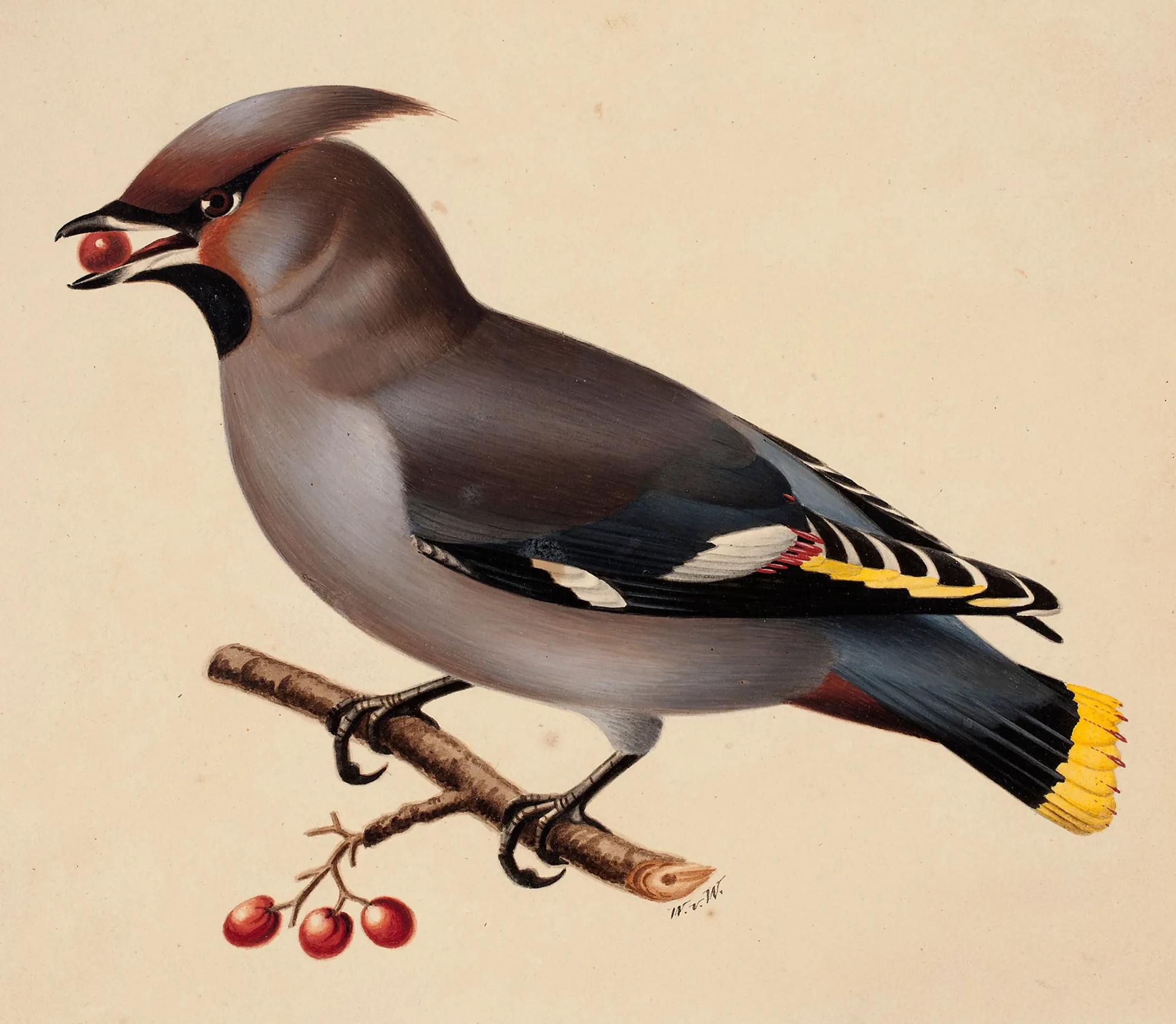 Bohemian Waxwing