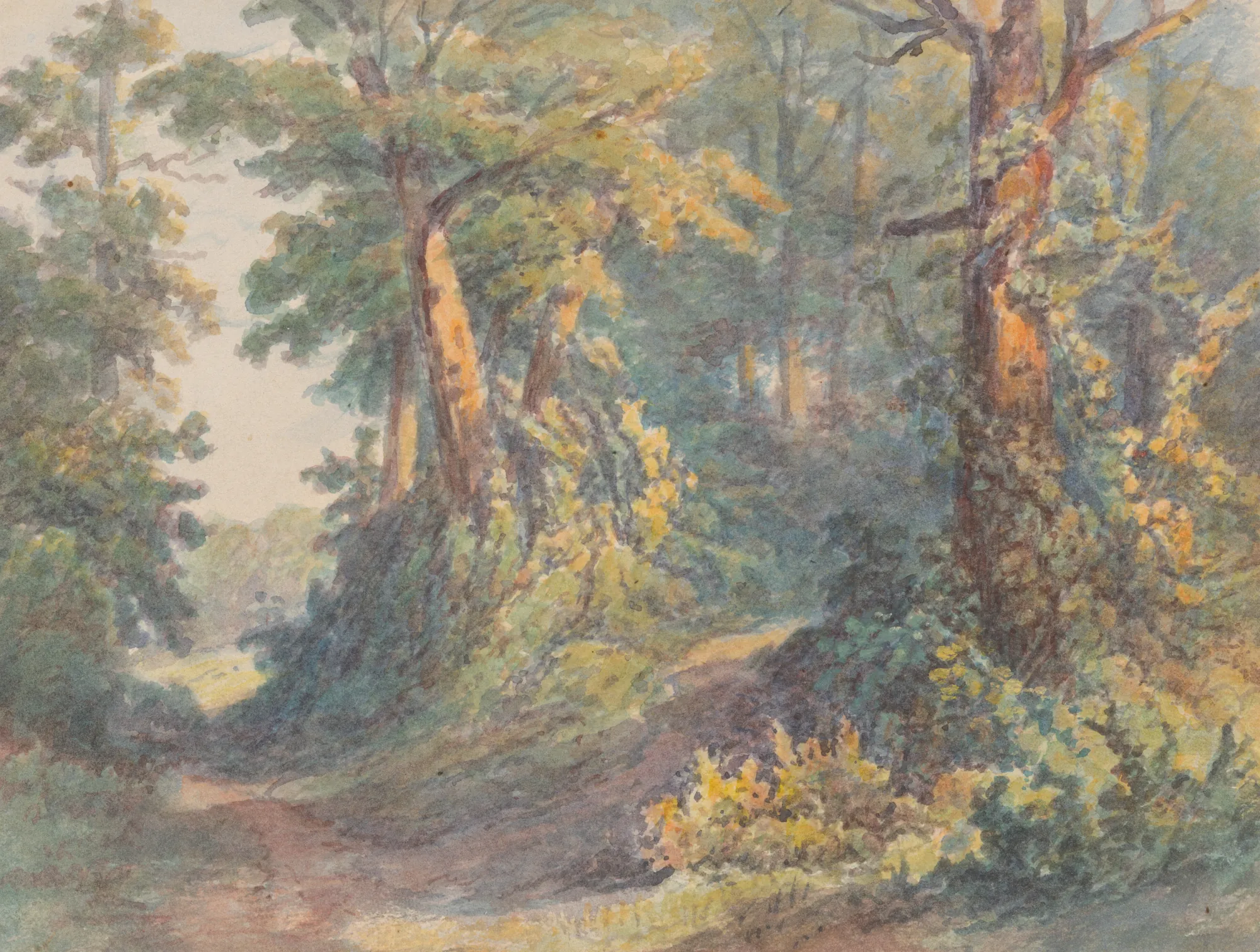 Forest Scenery