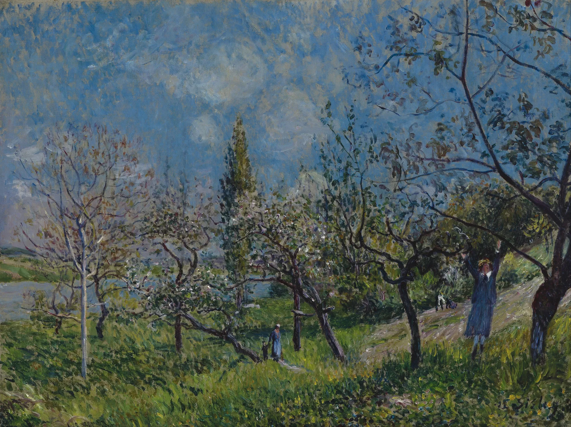 Orchard in Spring