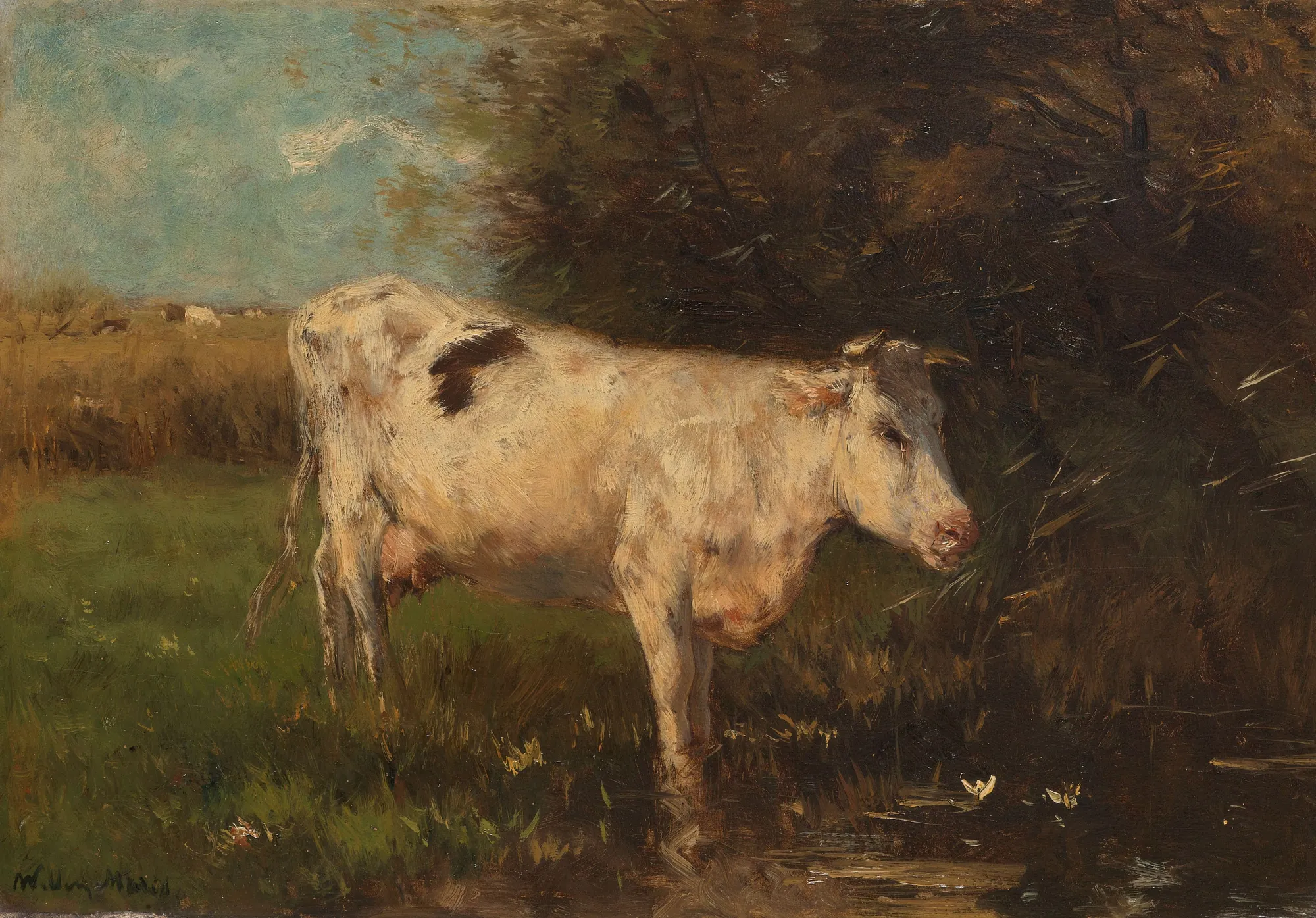 White Cow