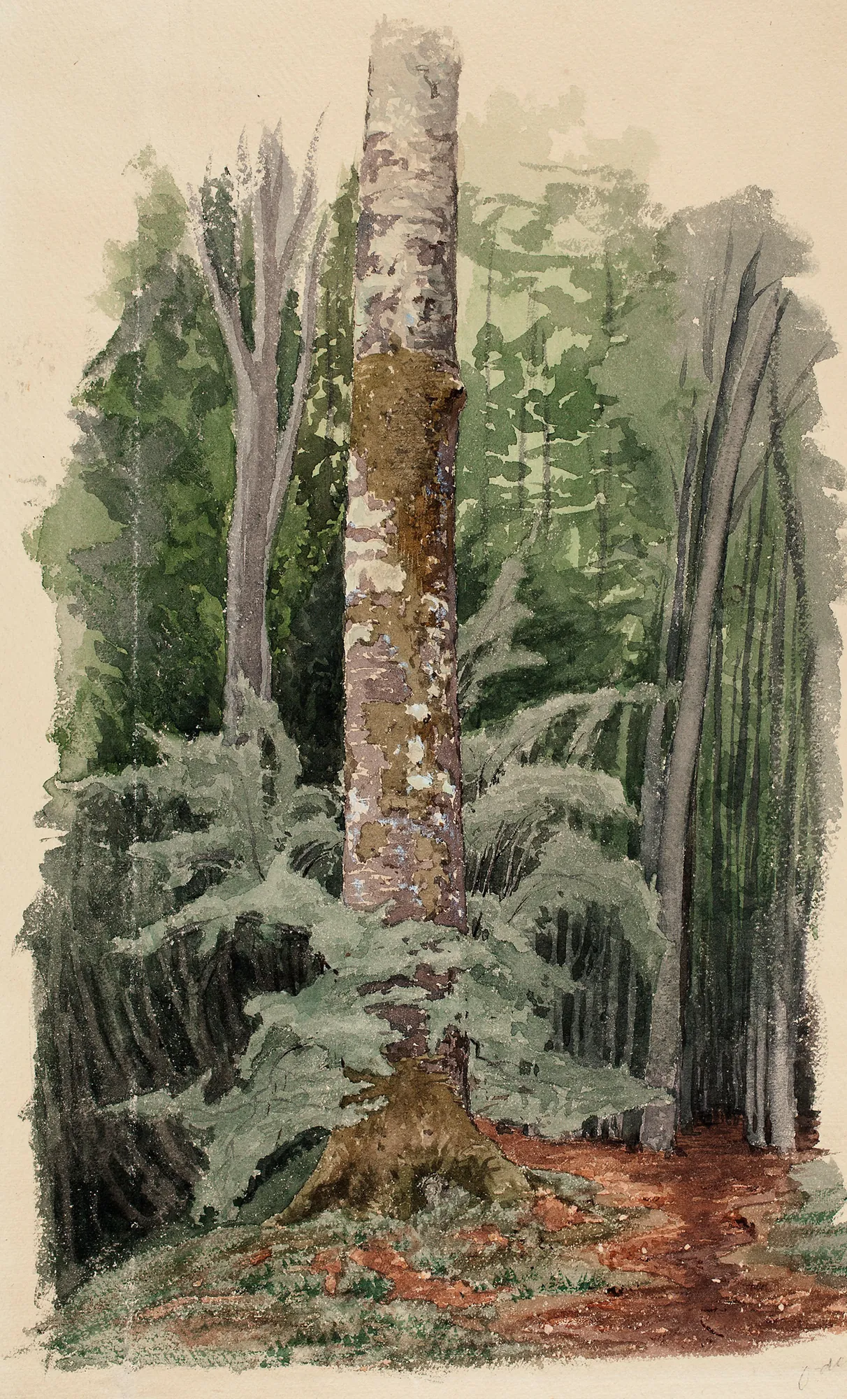 Forest Interior with Tree Trunk