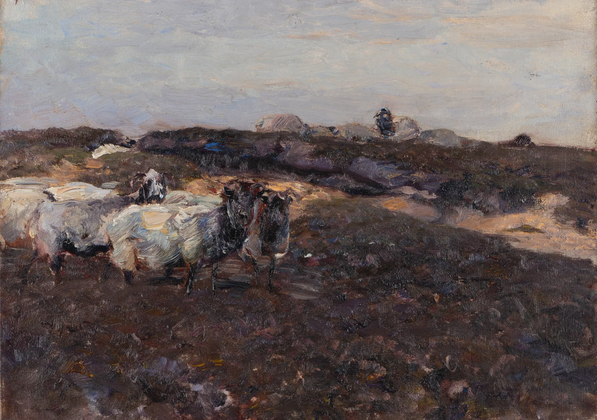 Sheep in Moorland