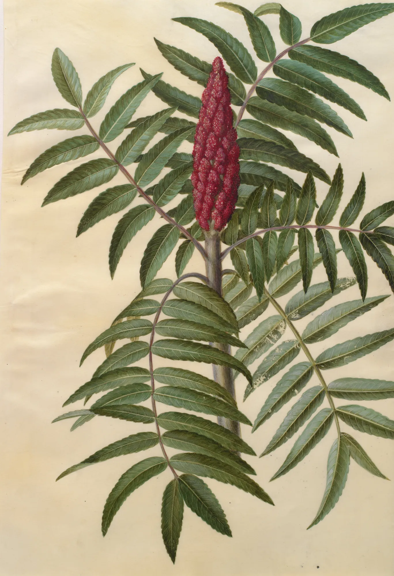 Rhus Typhina
