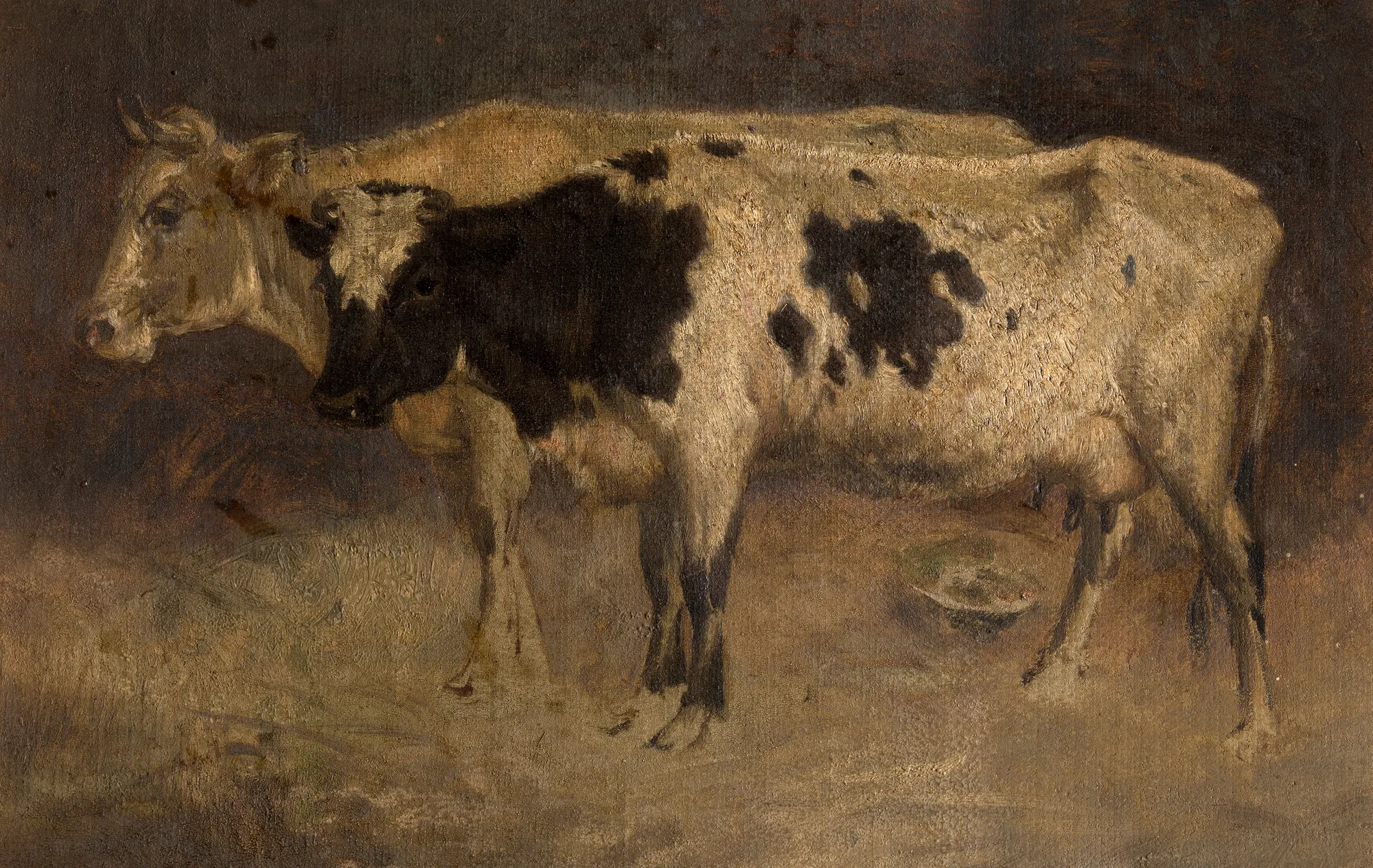 Cows
