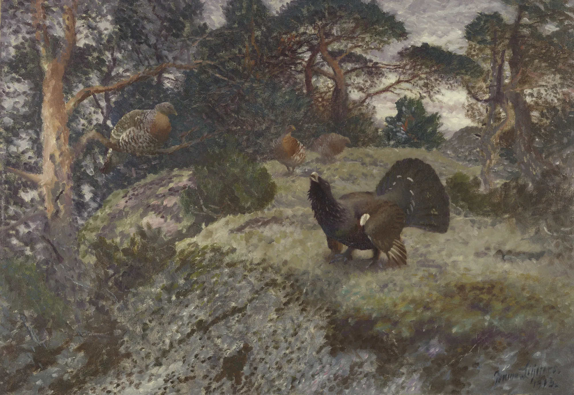 Displaying Capercaillie with Hens