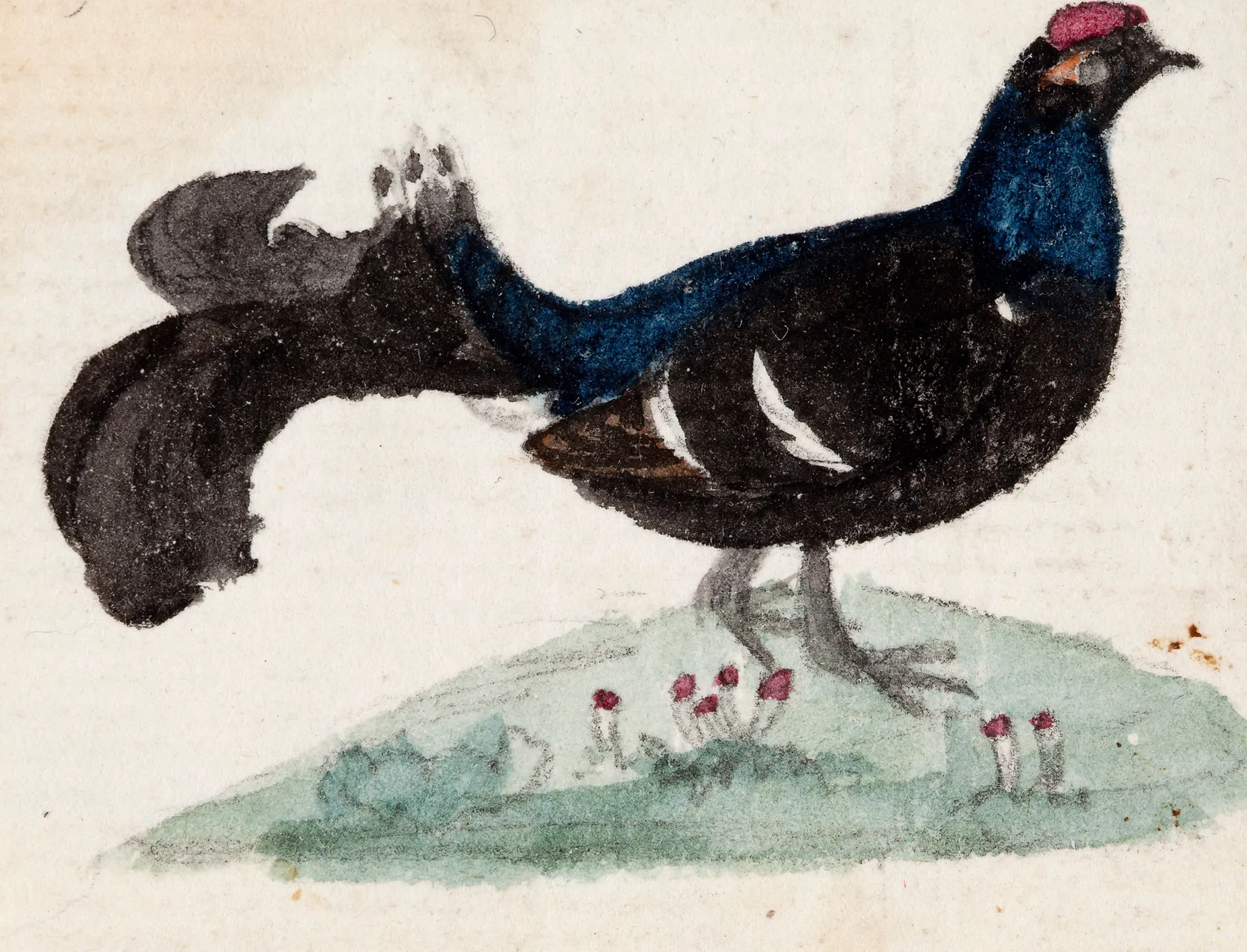 Male Black Grouse