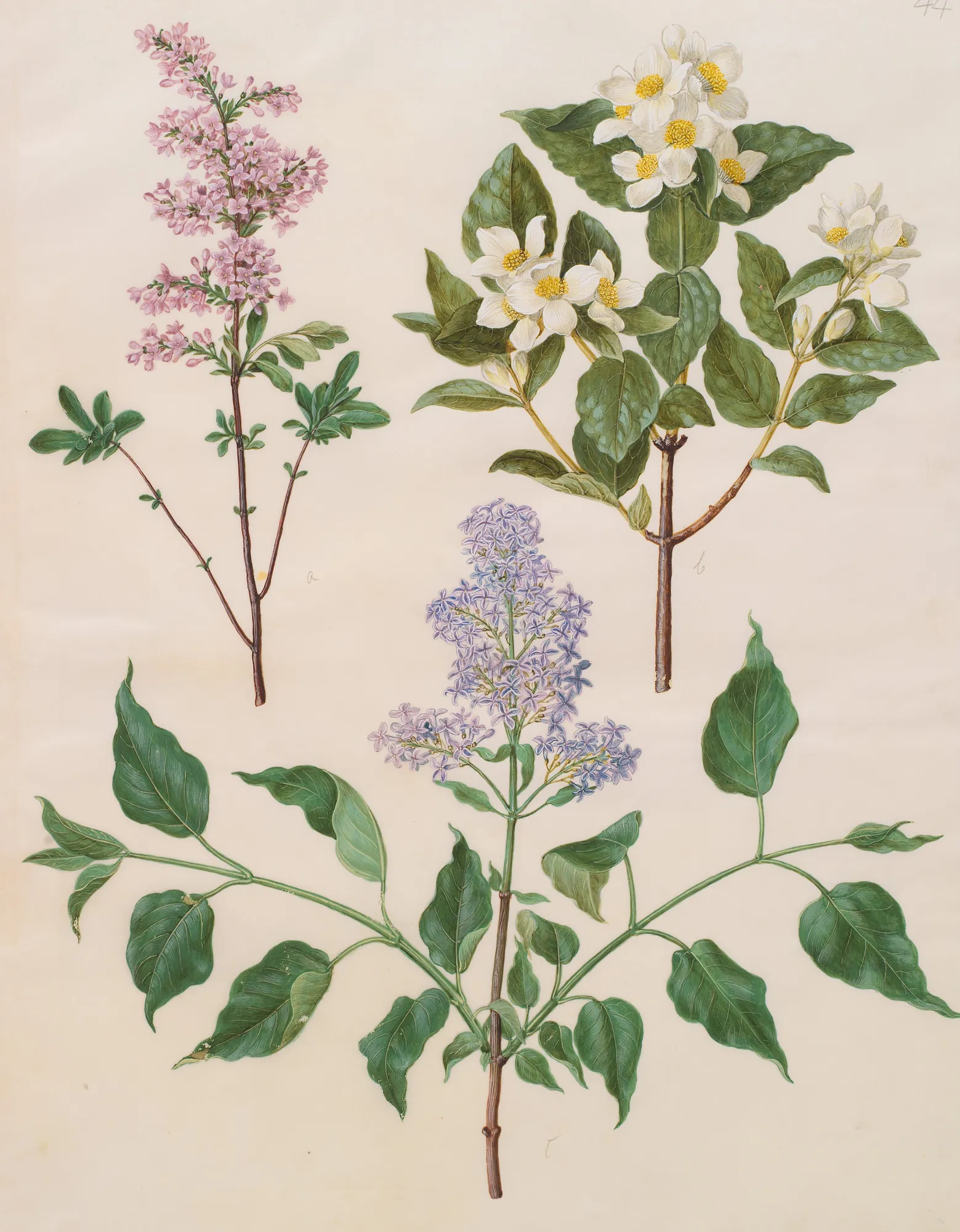 Studies of Lilac and Mock Orange
