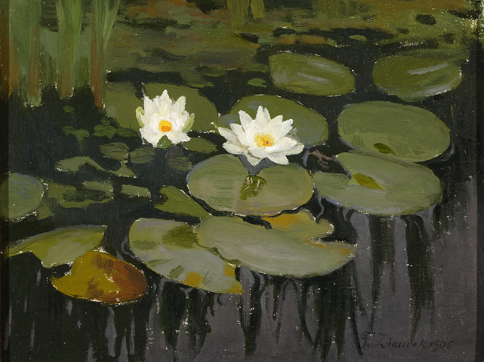 Water Lilies