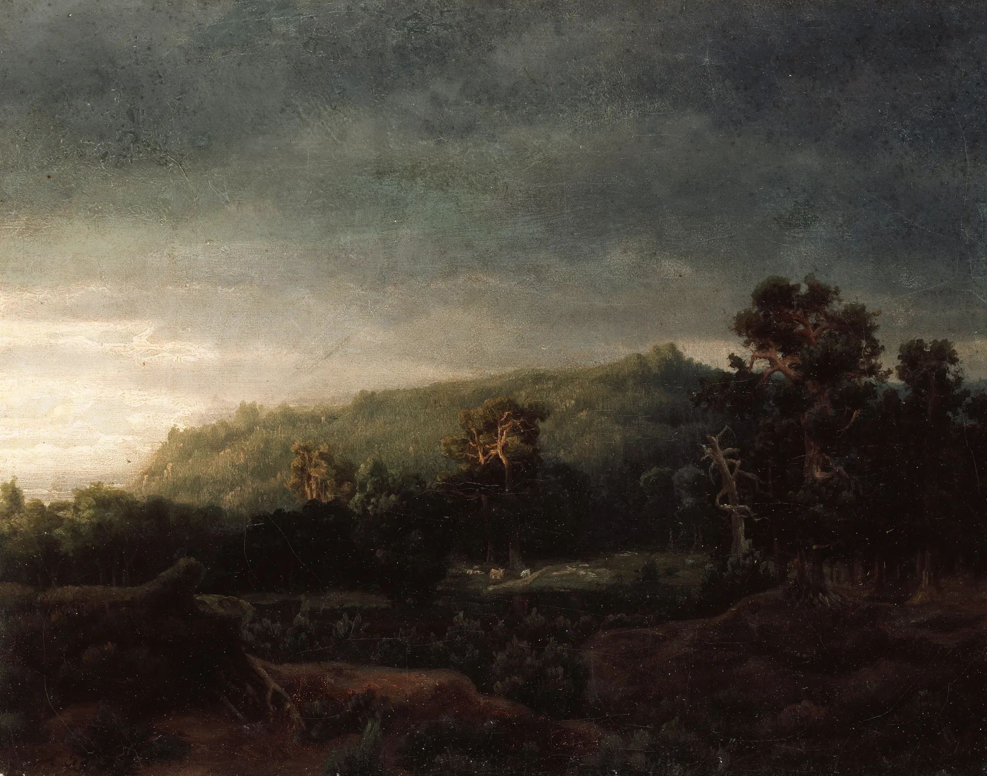 A Forest