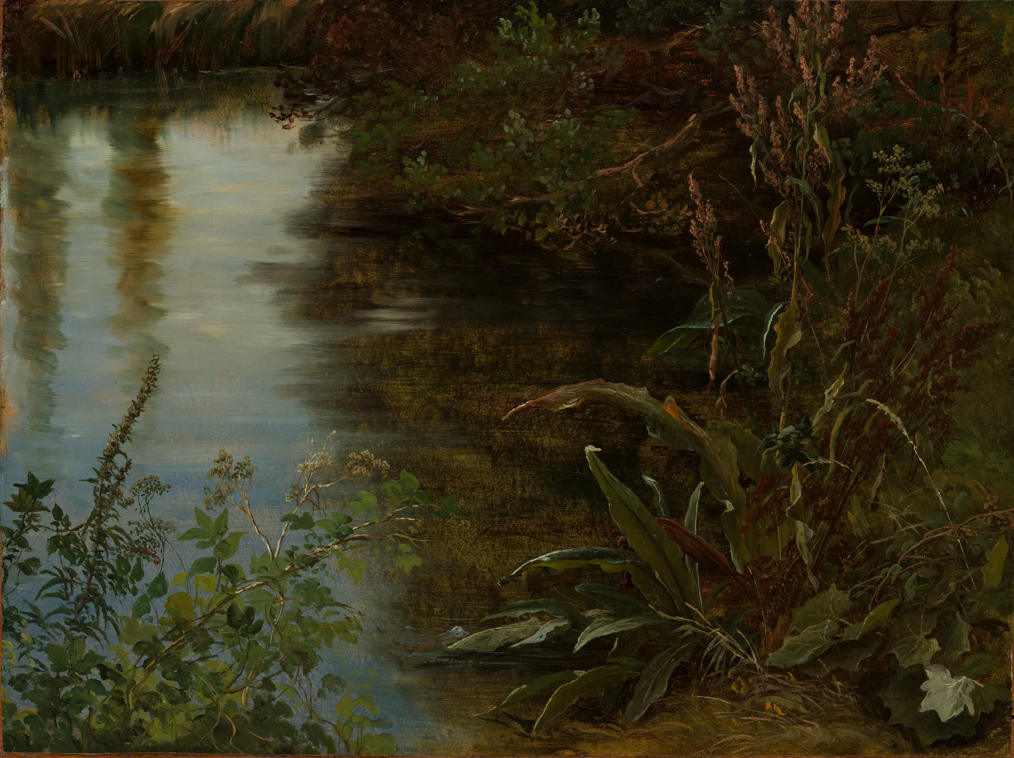 Study of Water and Plants