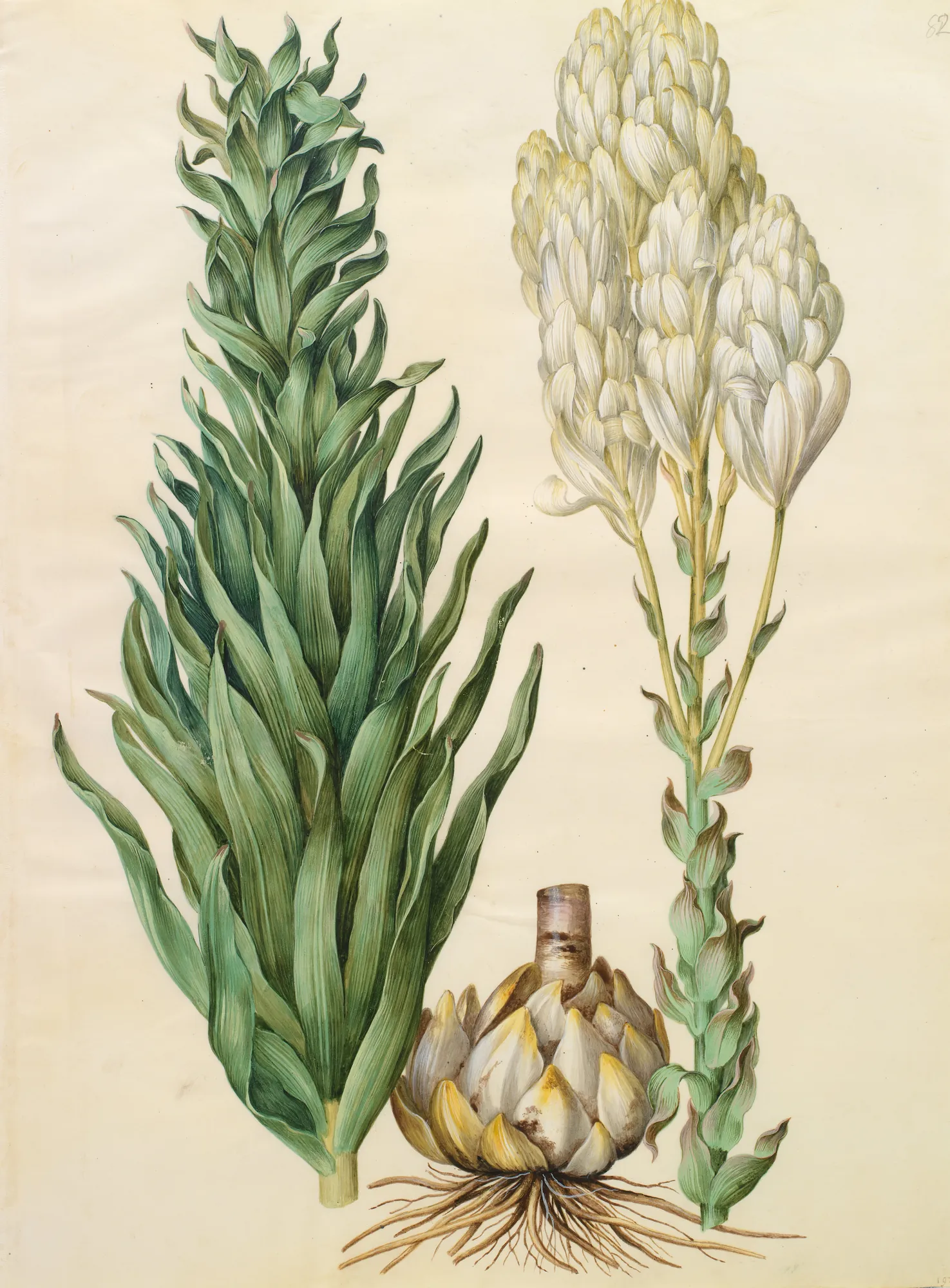Lilium Candidum Monstrosum