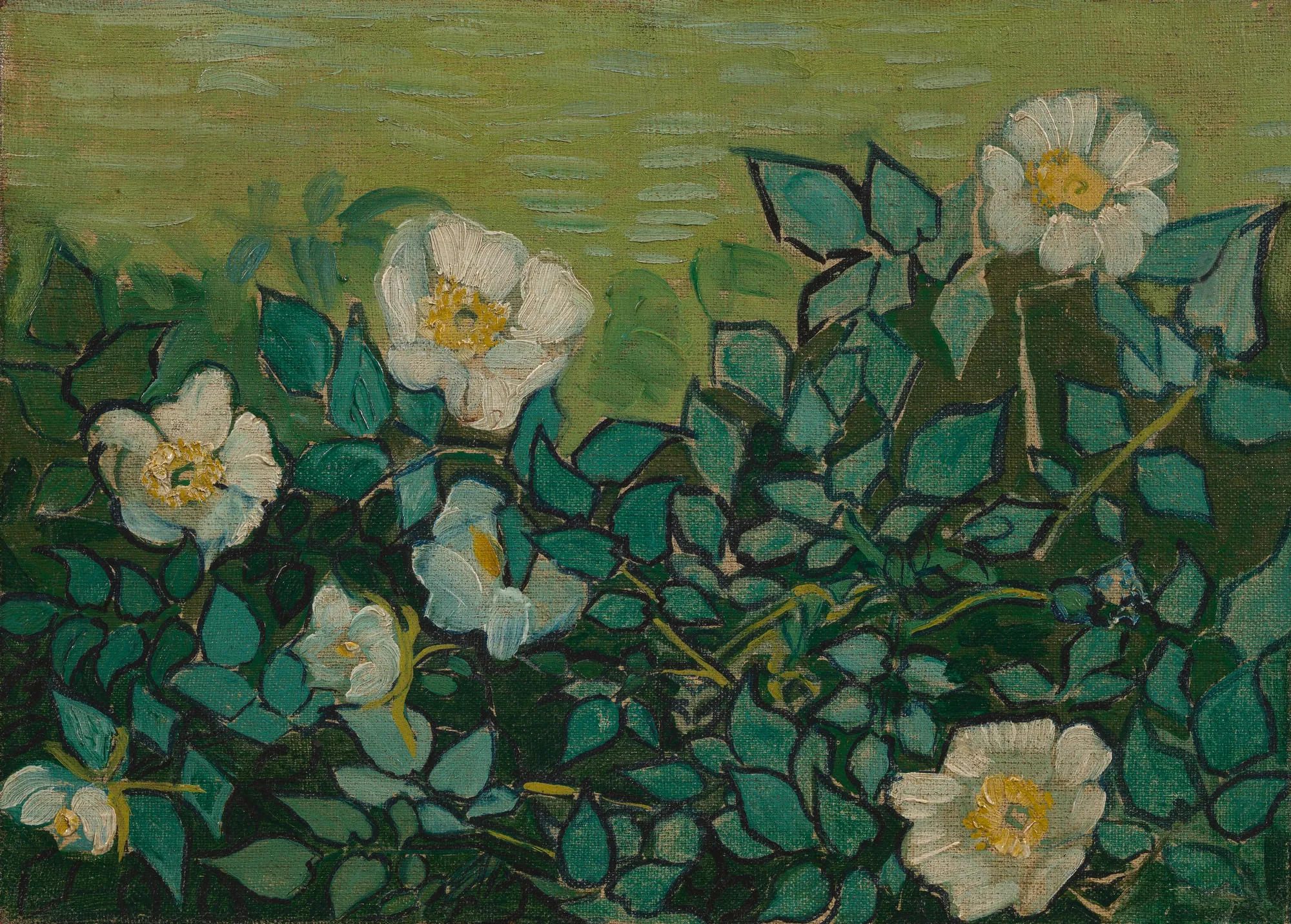 Wild Roses