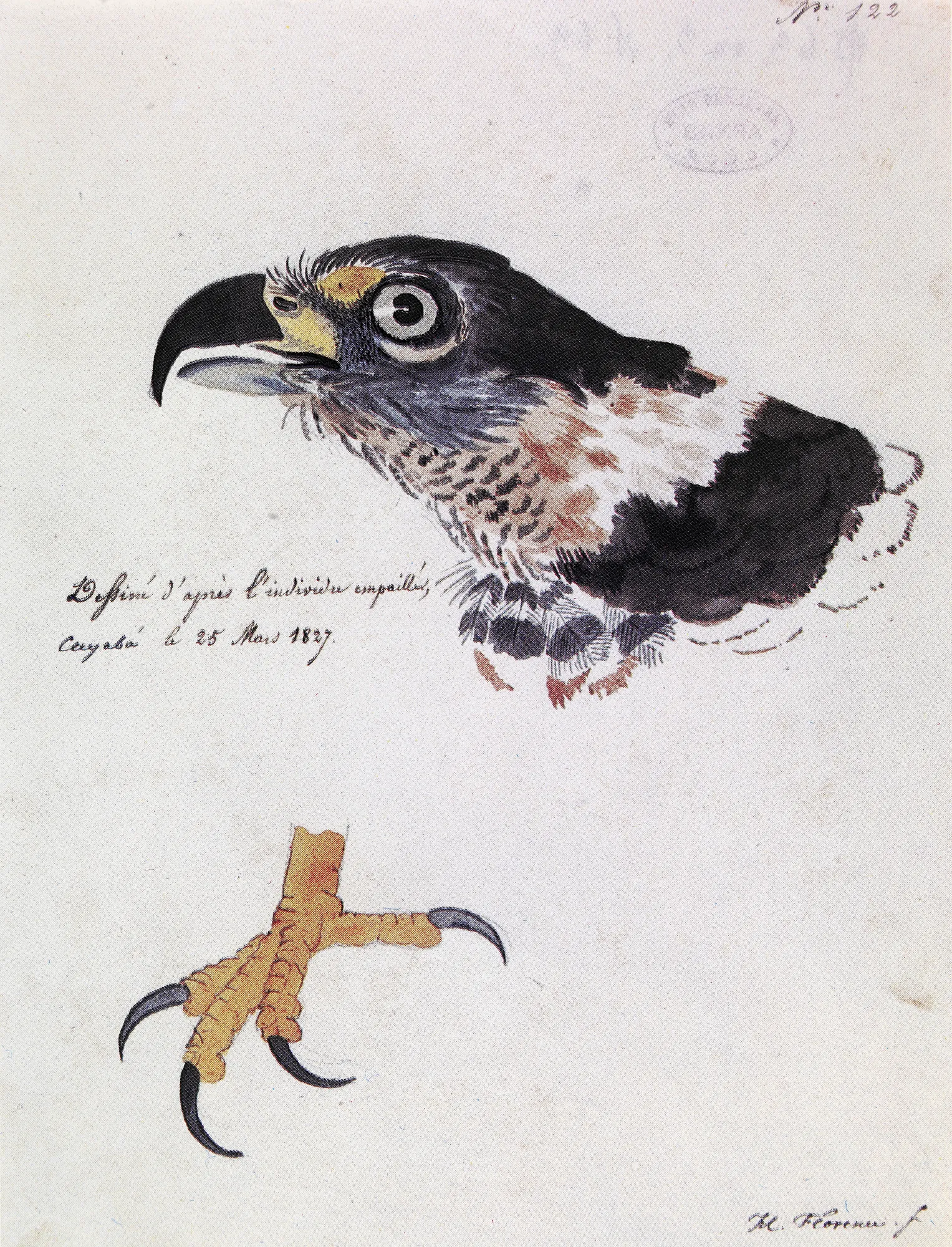 Naturalist Bird Study, No. 122
