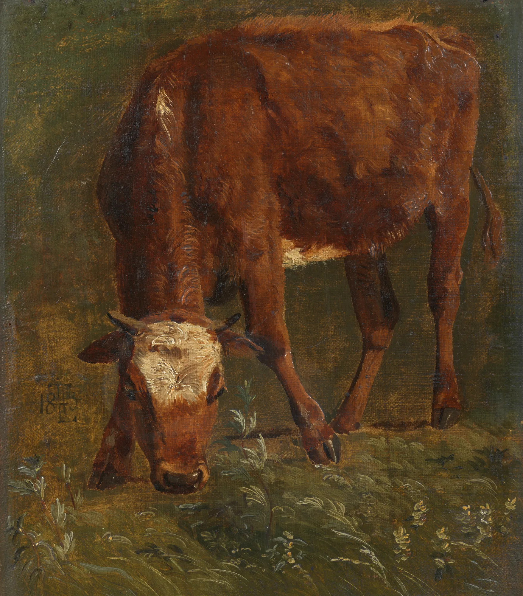 Grazing Red Heifer