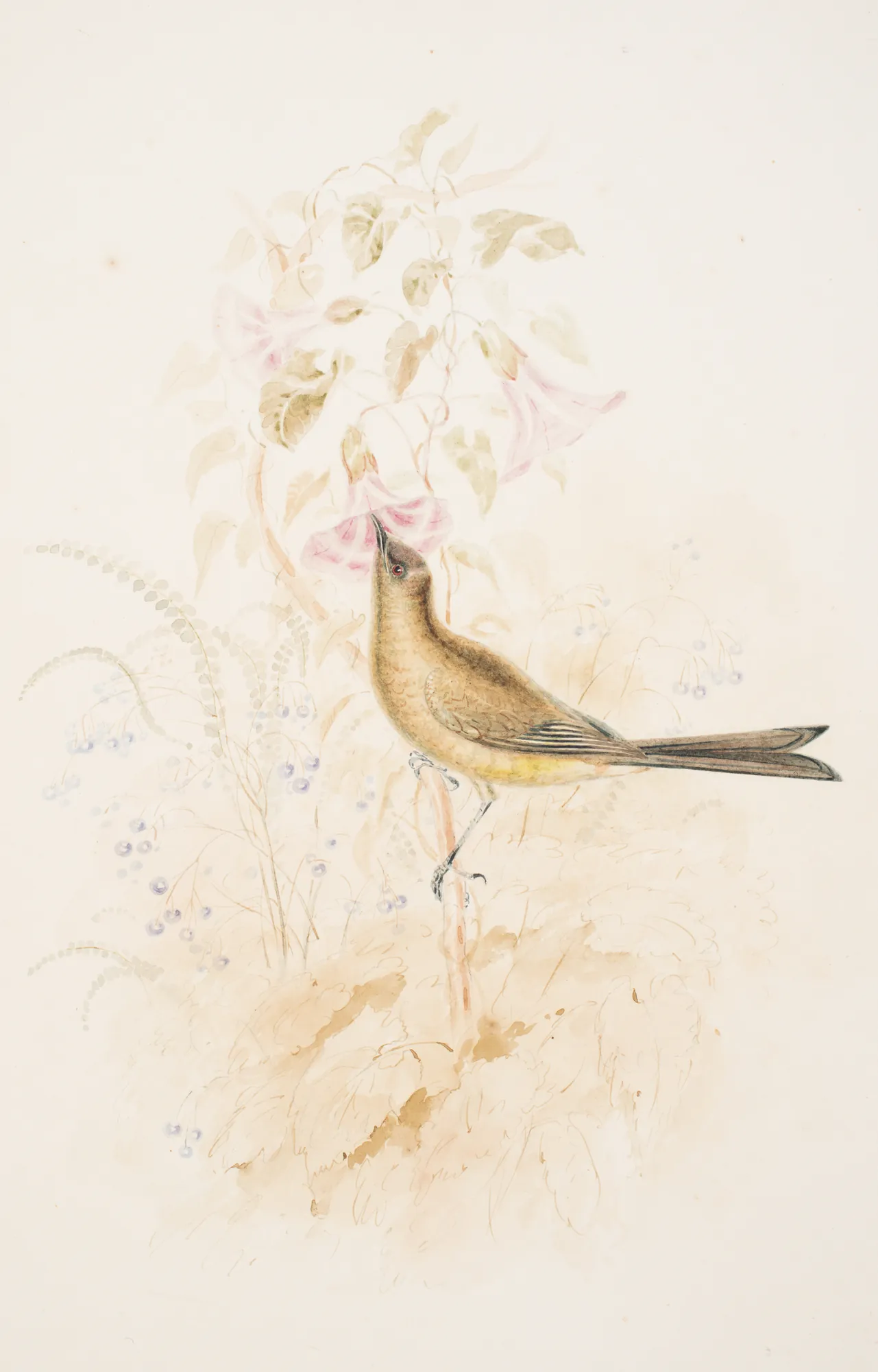 Korimako (New Zealand Bellbird) at Mahurangi