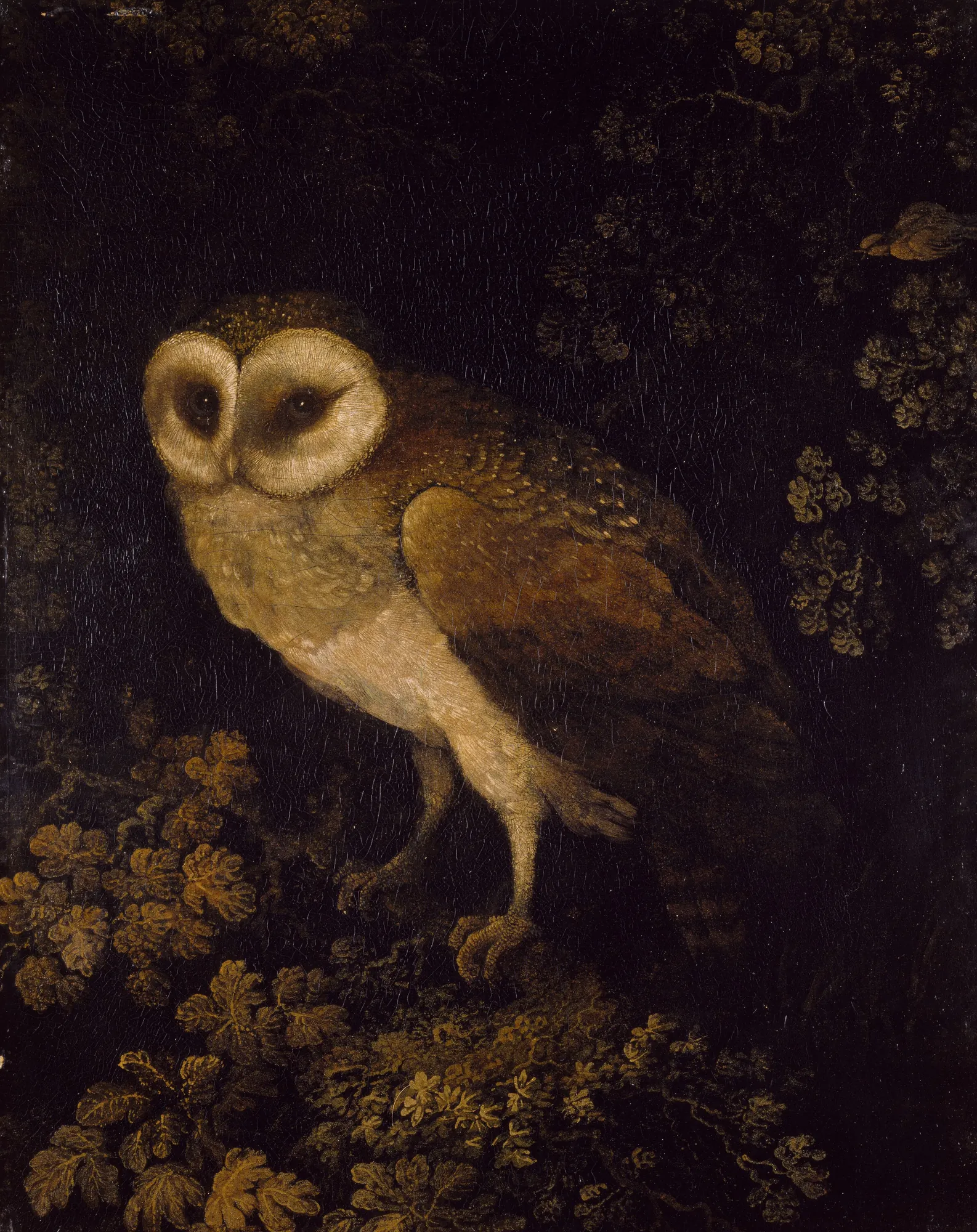 An Owl An Owl by Moses Haughton the elder. A detailed oil painting of a barn owl perched on a leafy branch against a dark, atmospheric background.