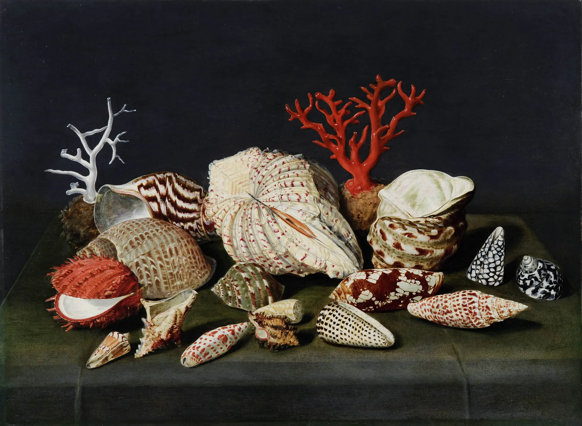 Still Life with Shells and Coral