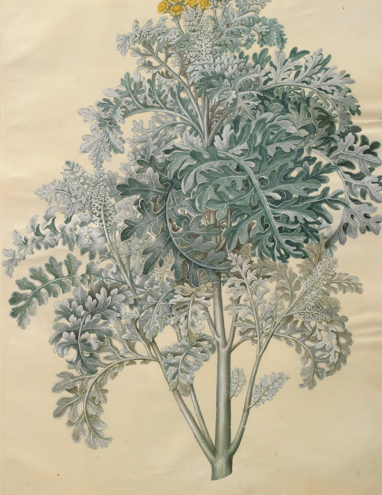 Senecio Bicolor