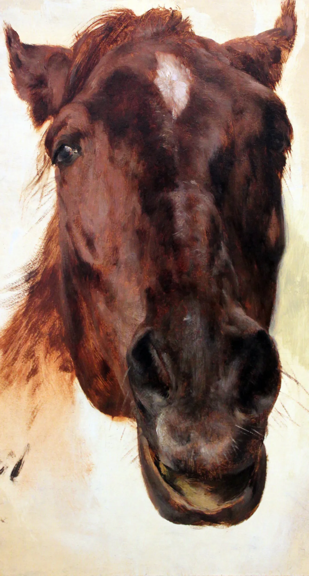 Horse Study