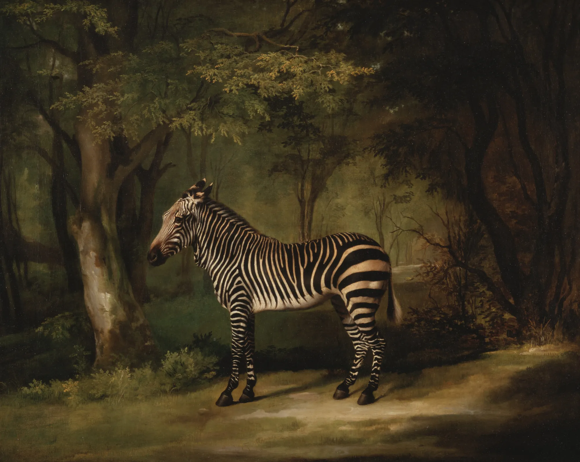 Zebra