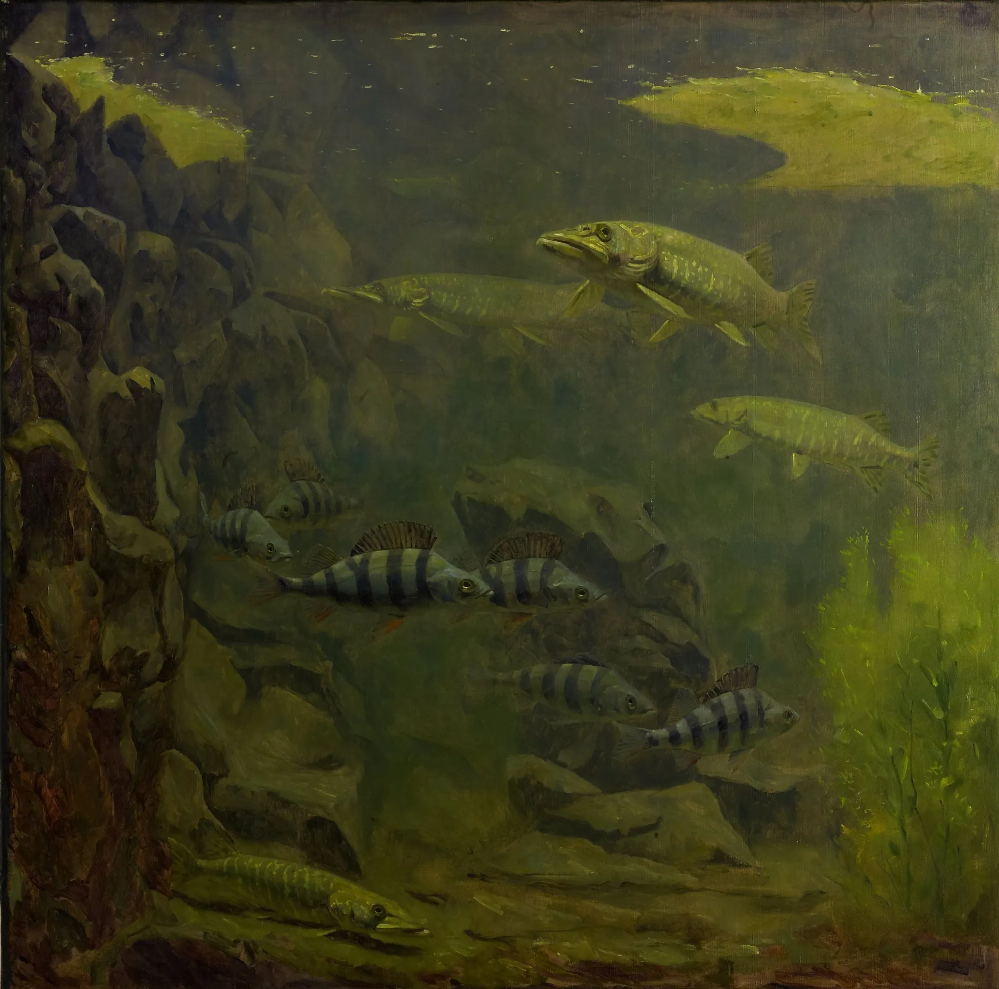 Pike and Perch in an Aquarium Pike and Perch in an Aquarium by Gerrit Willem Dijsselhof. An underwater scene depicting several pike and striped perch swimming among dark rocks and green aquatic plants.
