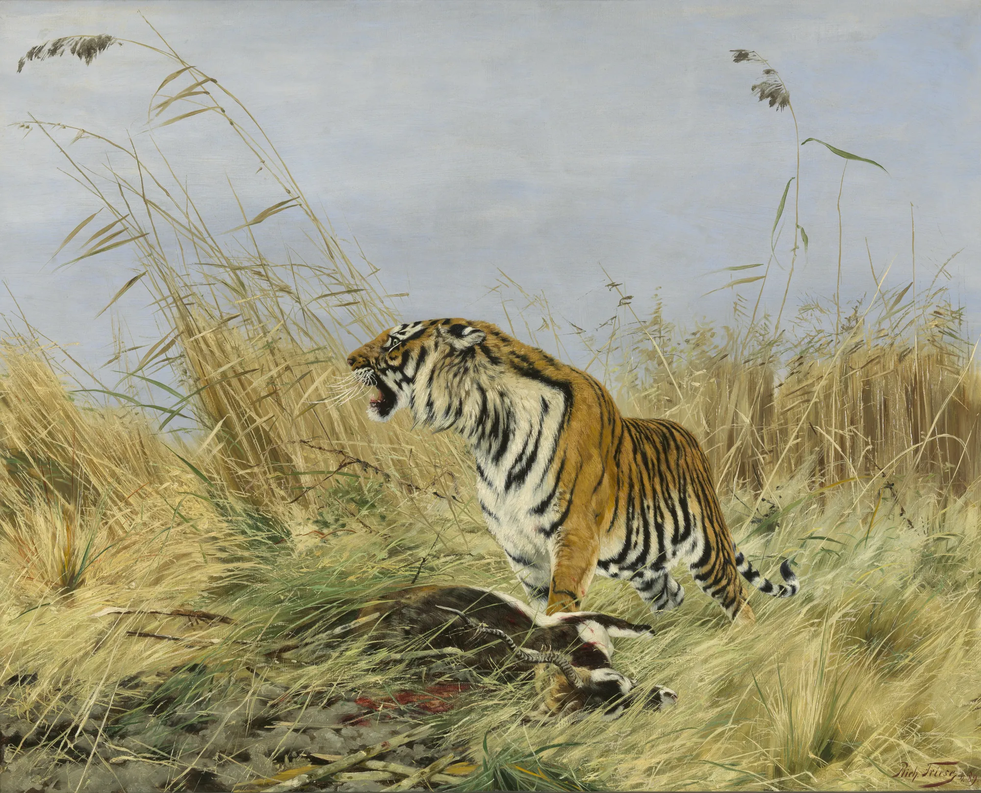 Tiger with a Killed Nilgai Antelope