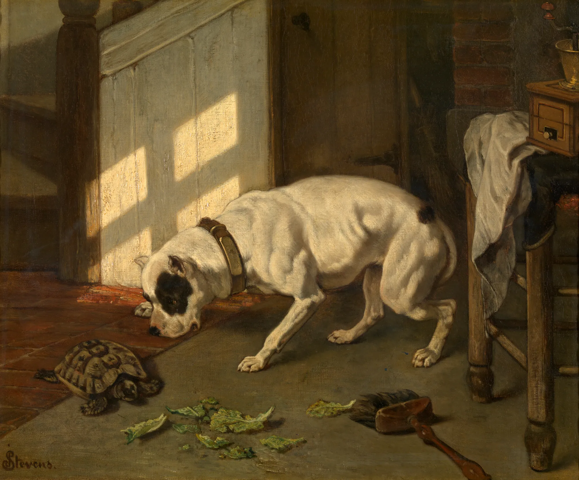 Dog with Tortoise