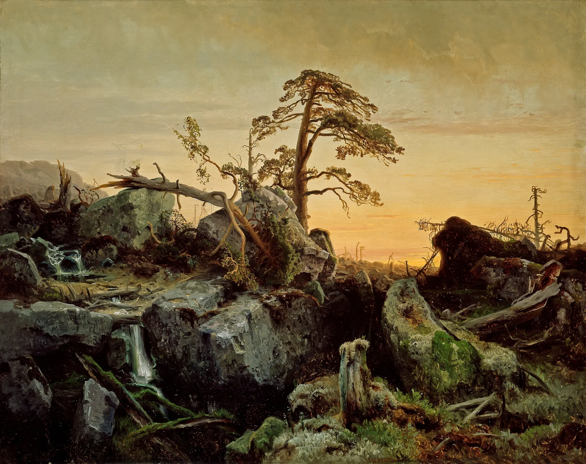 Decaying Forest