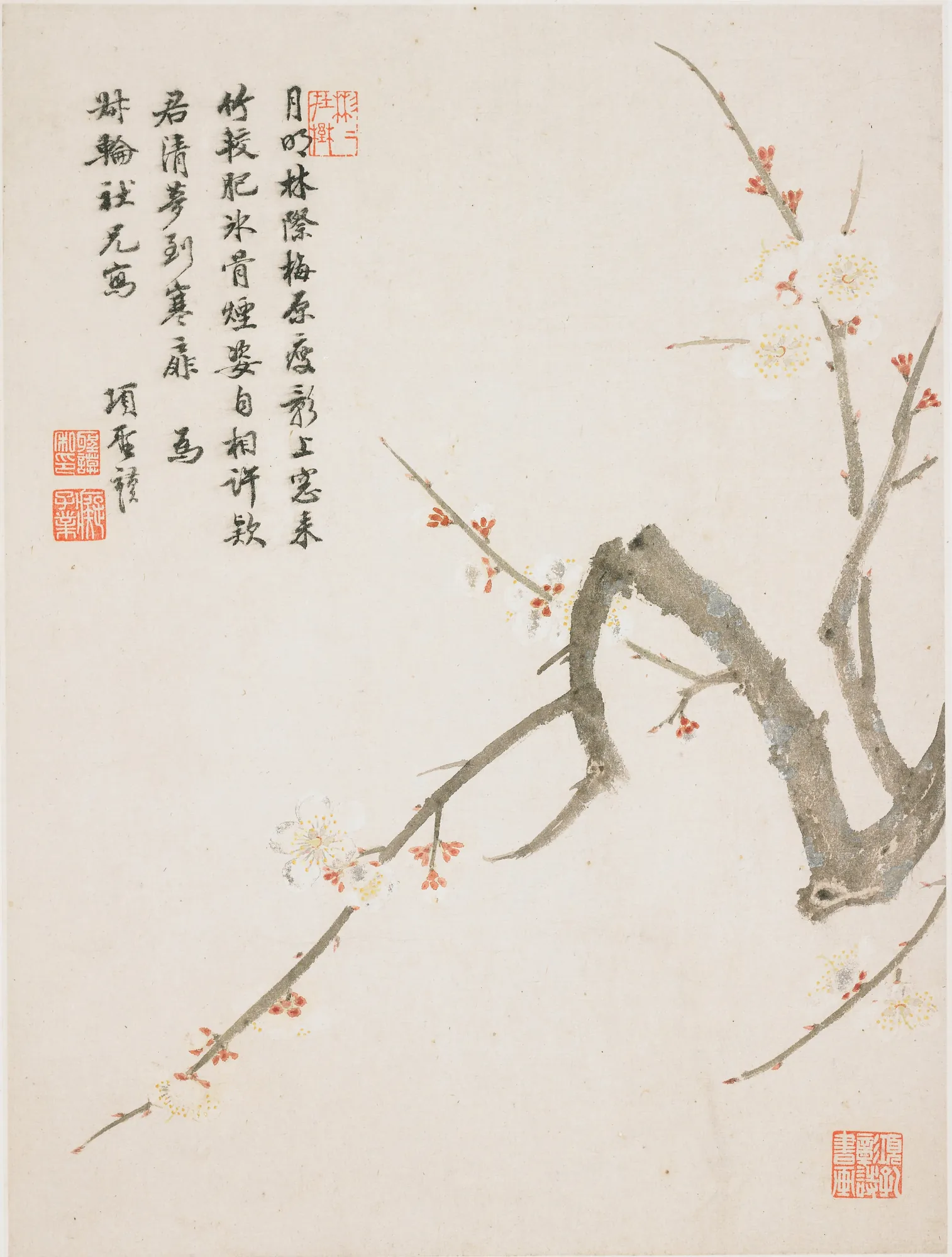 Blossoming Plum
