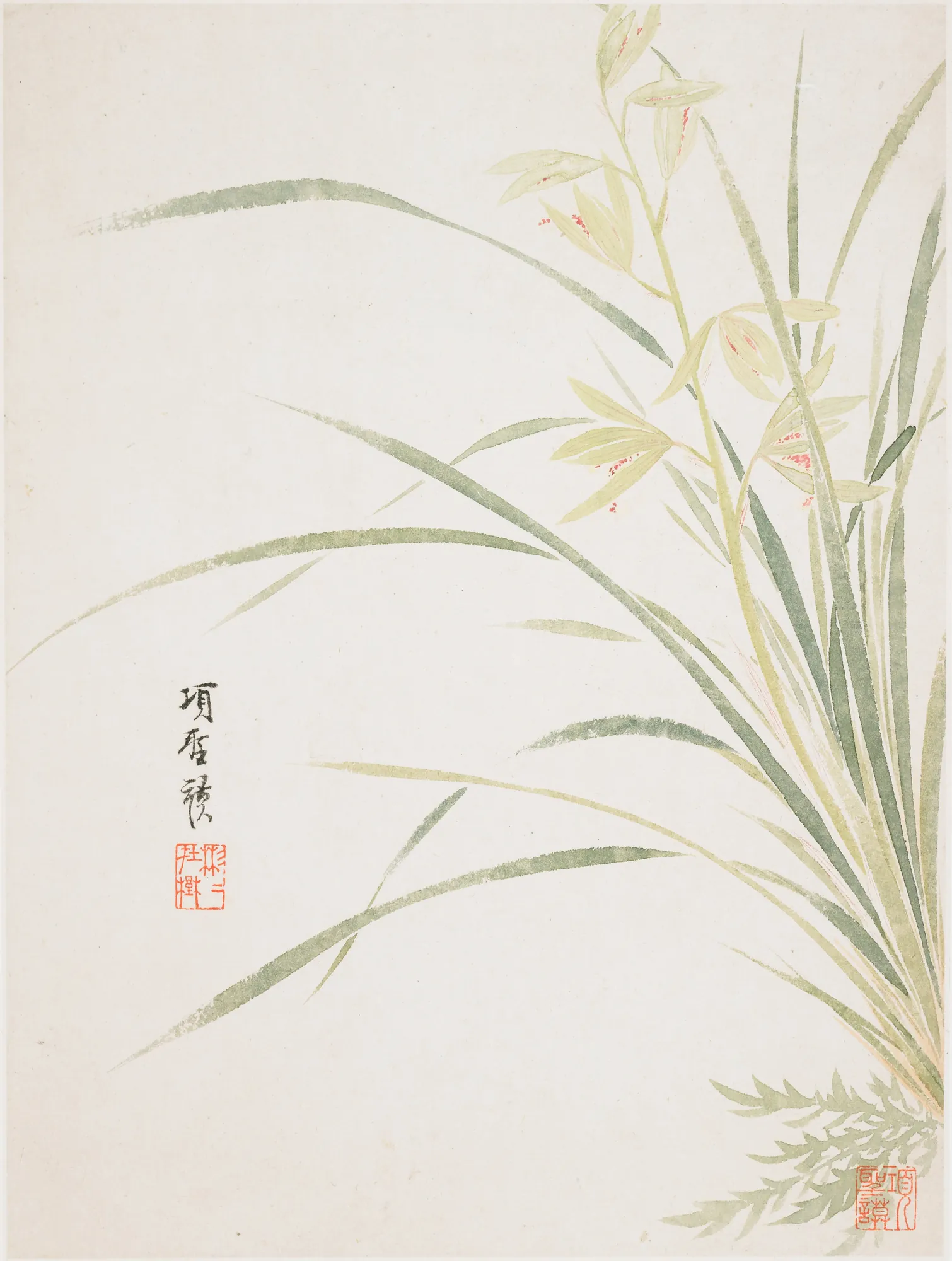 Epidendrum Blossom