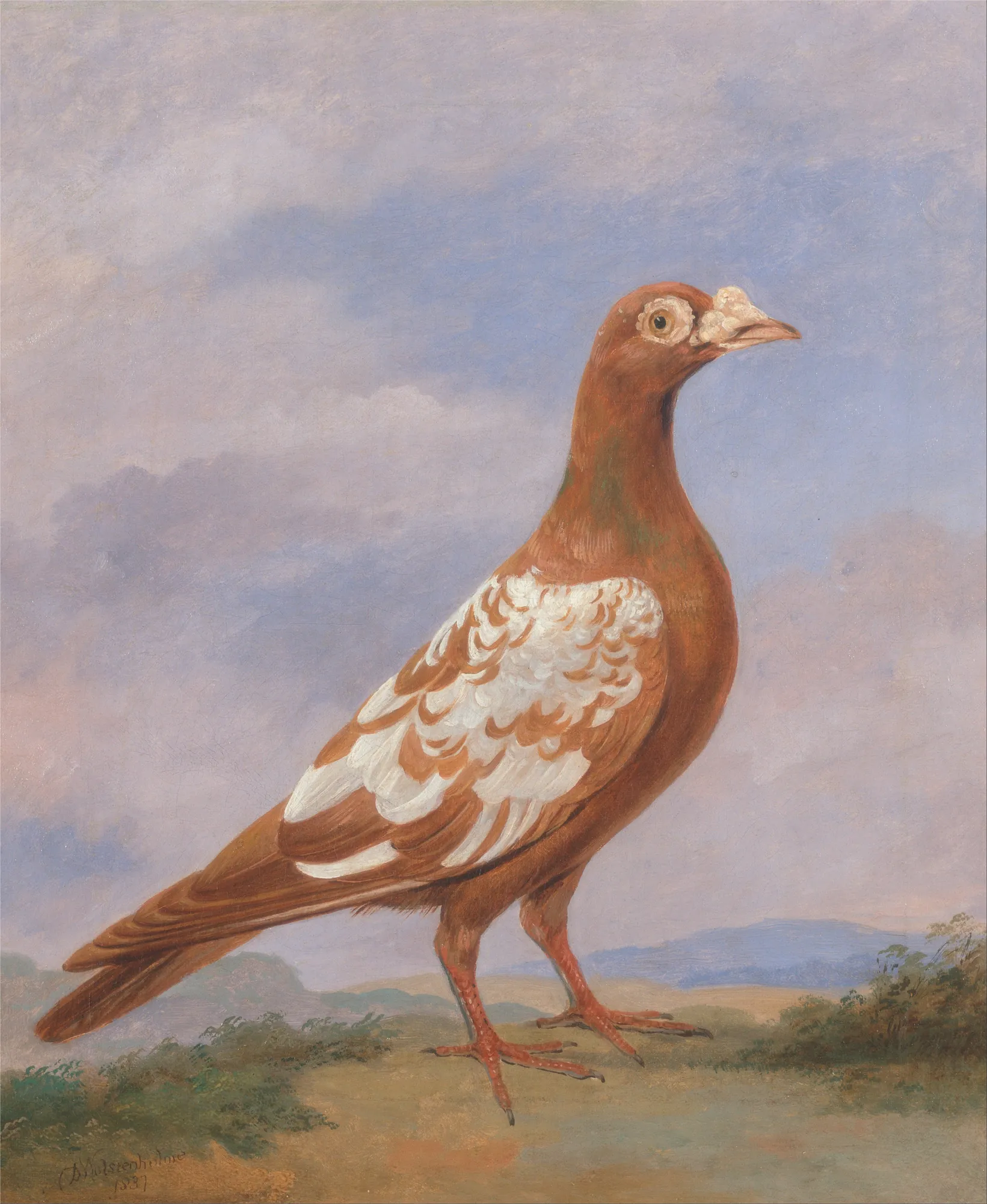 Red Pied Carrier Red Pied Carrier by Dean Wolstenholme the younger. A detailed profile portrait of a reddish-brown and white carrier pigeon standing on a grassy mound under a soft, cloudy sky.