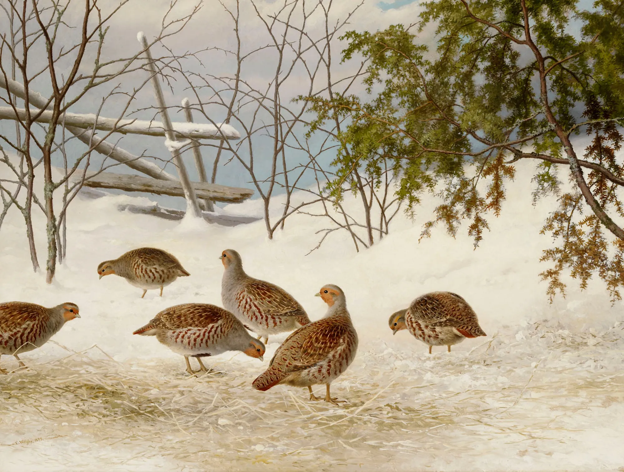 Partridges in Snow