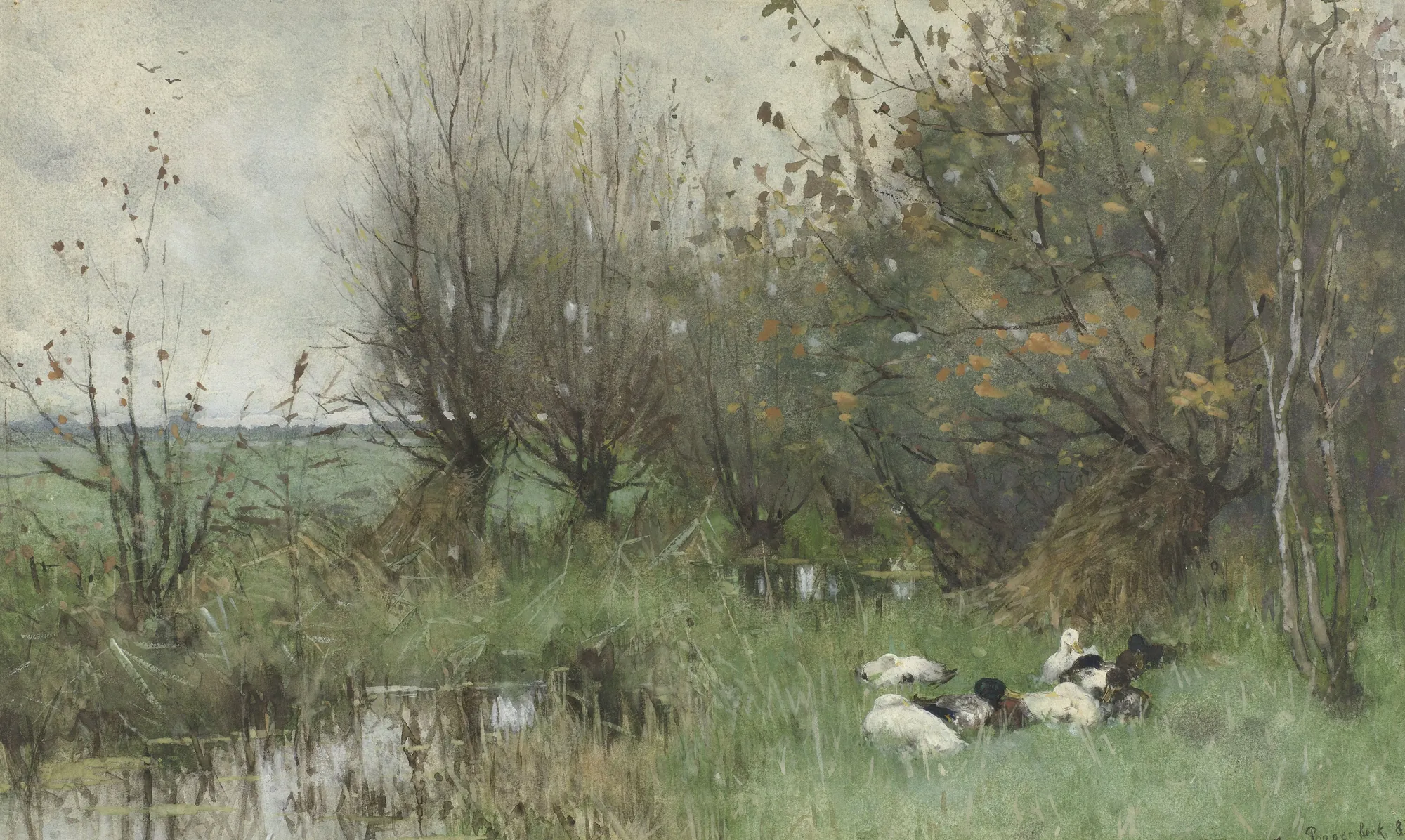 Ducks near a Willow Grove
