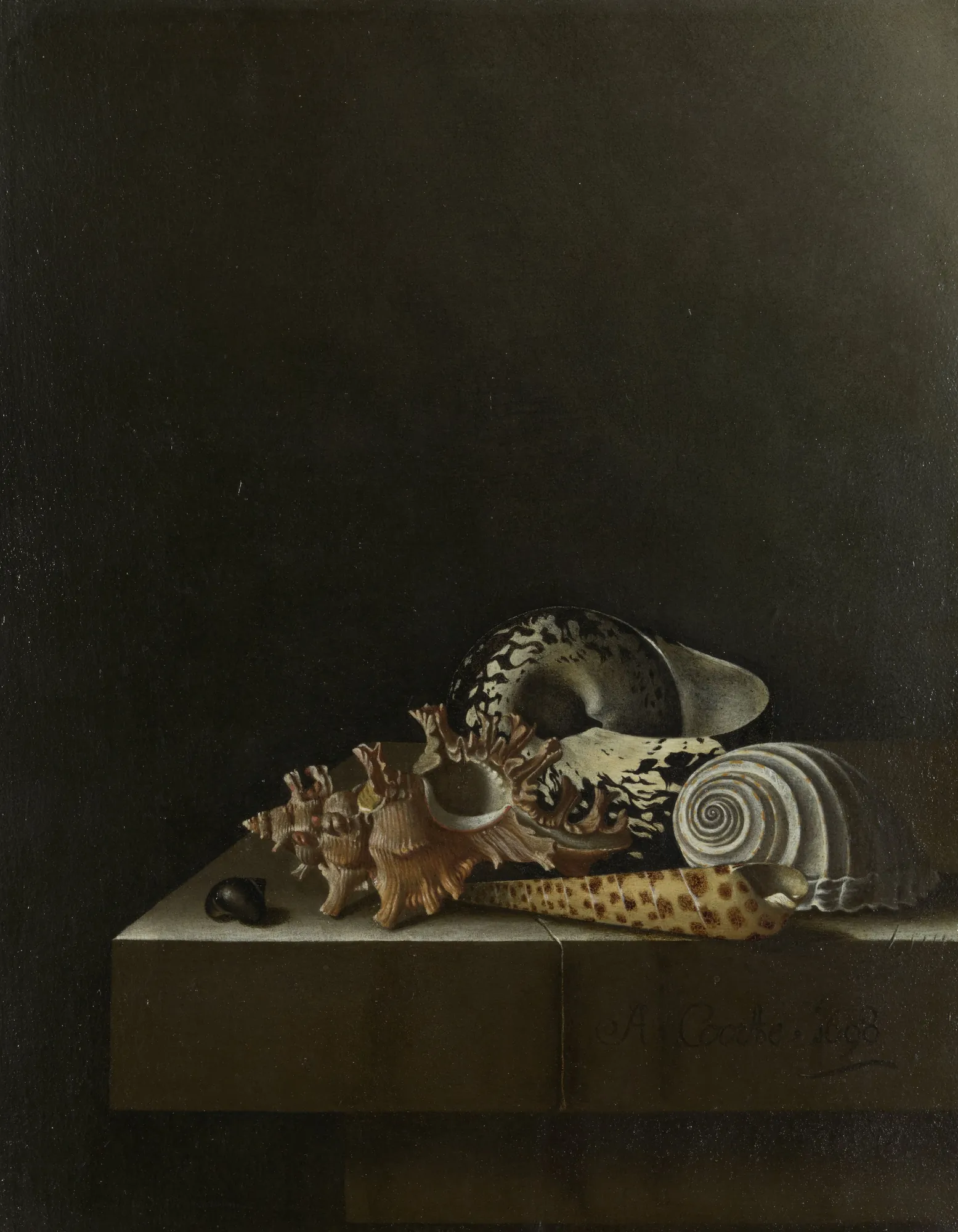 Still Life with Shells