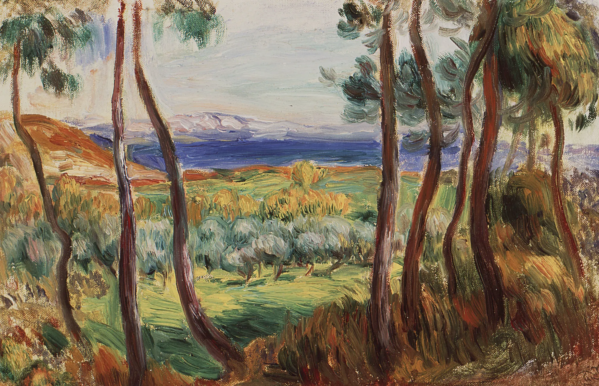 Pines near Cagnes