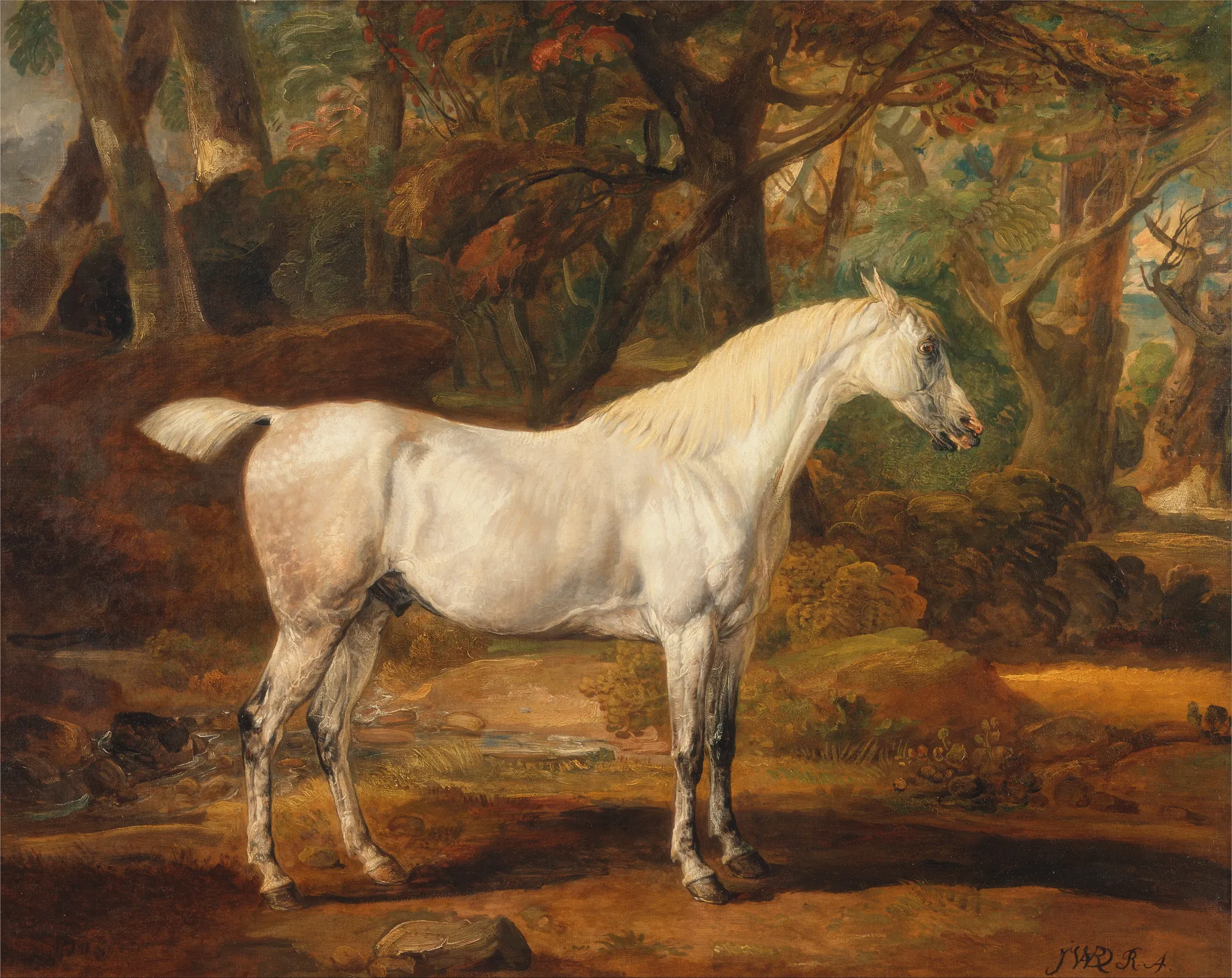 Grey Arabian Stallion