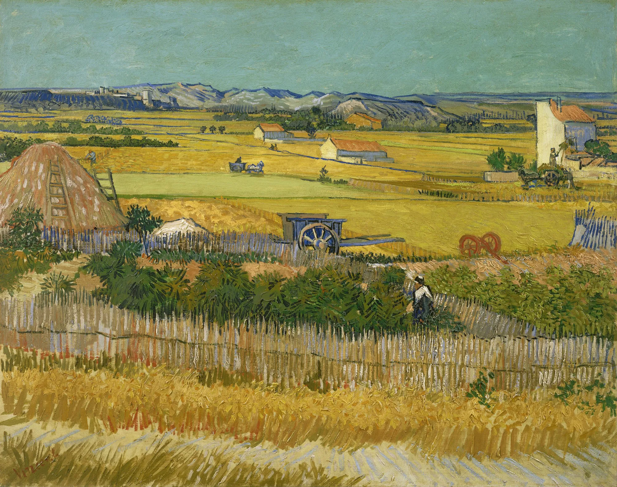 Harvest at La Crau