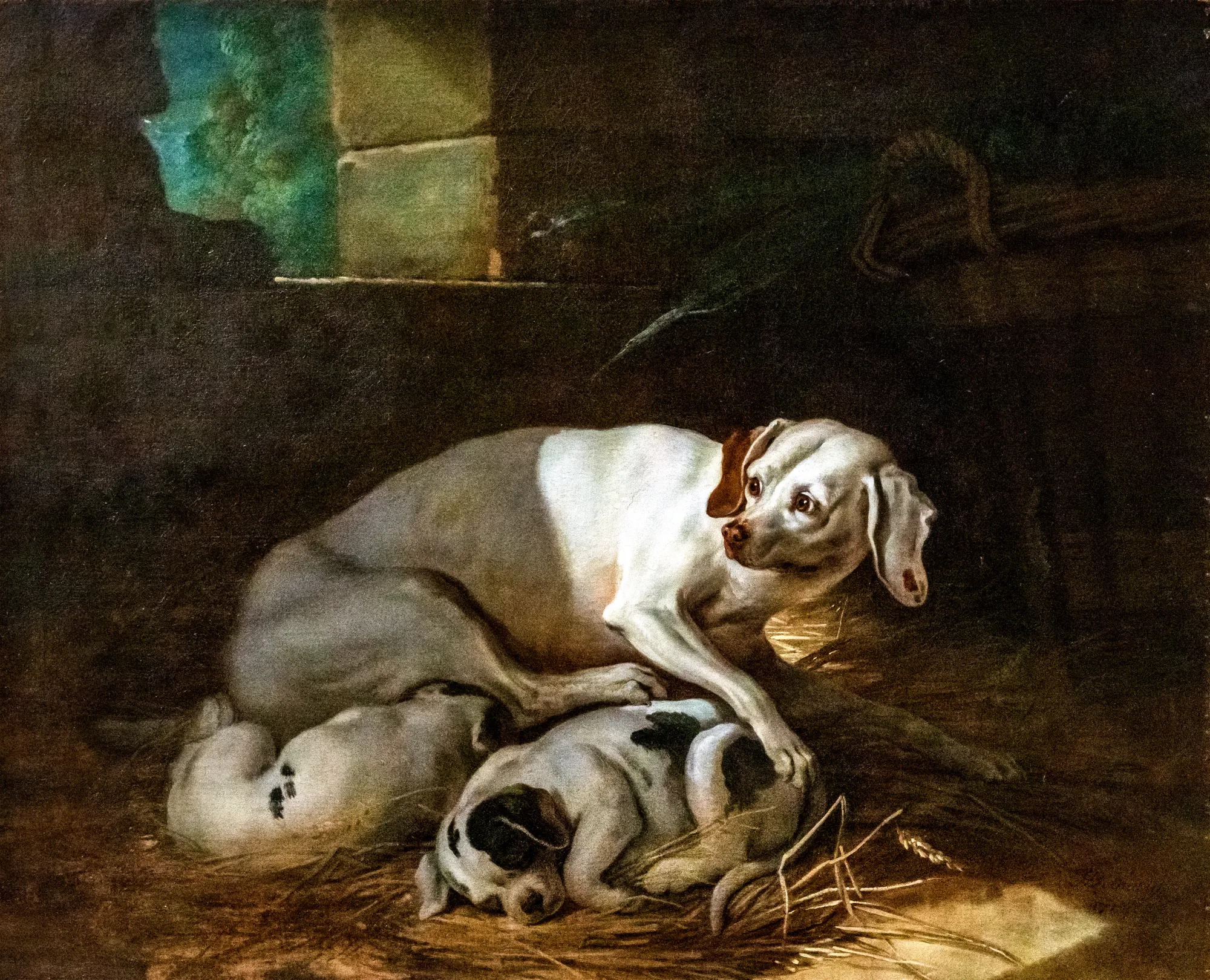 Chienne allaitant ses petits