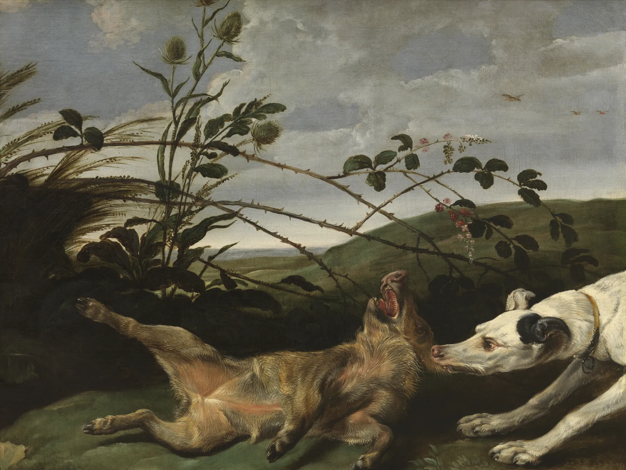 A Greyhound Catching a Young Wild Boar