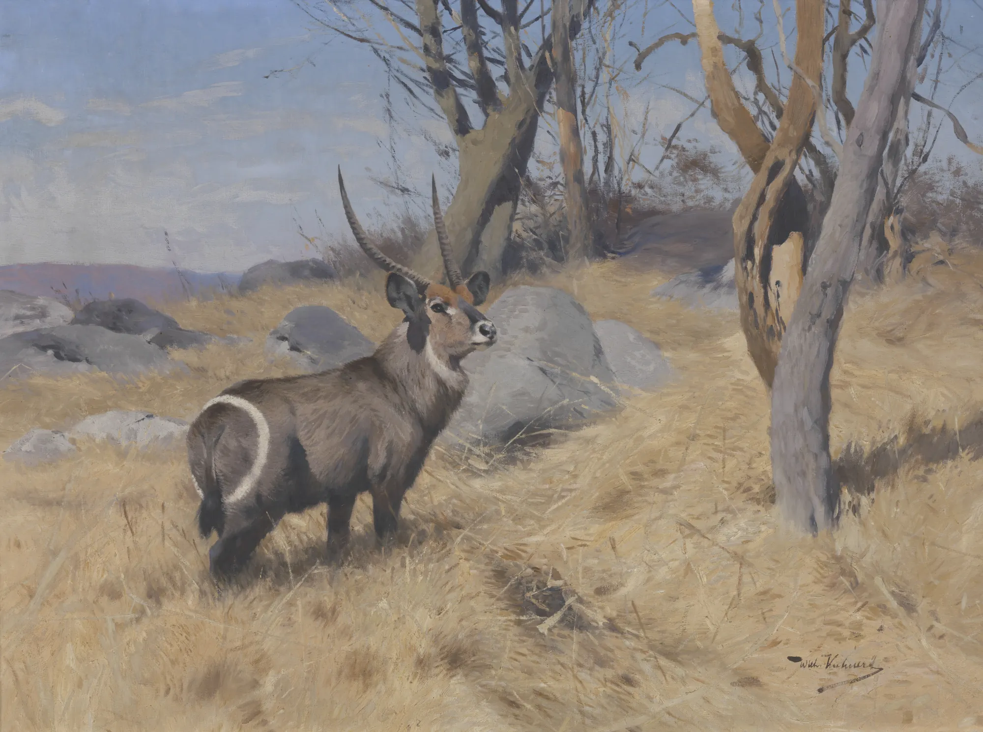 Waterbuck Waterbuck by Wilhelm Kuhnert. A waterbuck stands alert in a dry African savannah landscape characterized by parched grass, scattered boulders, and leafless trees.