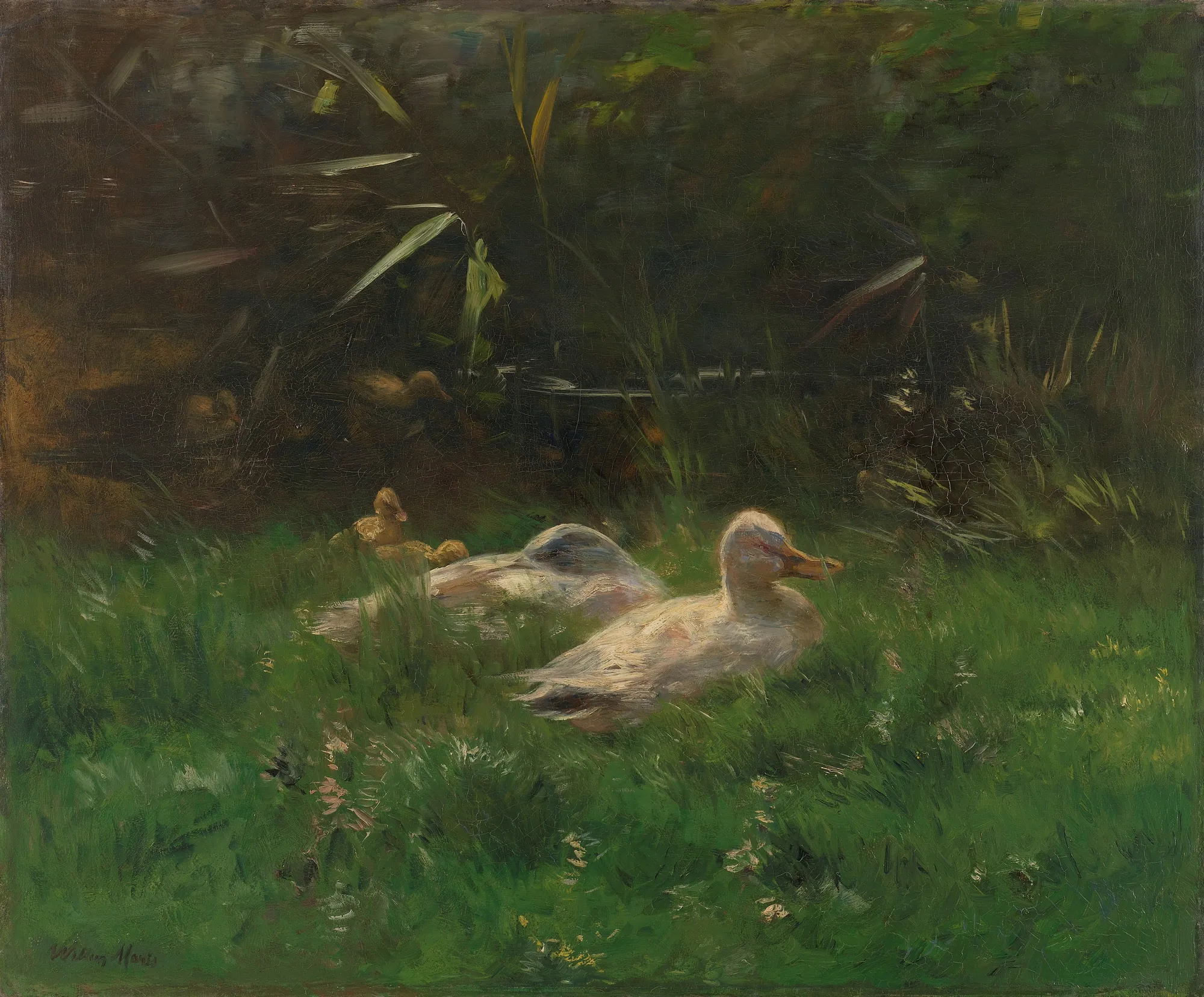 Ducks