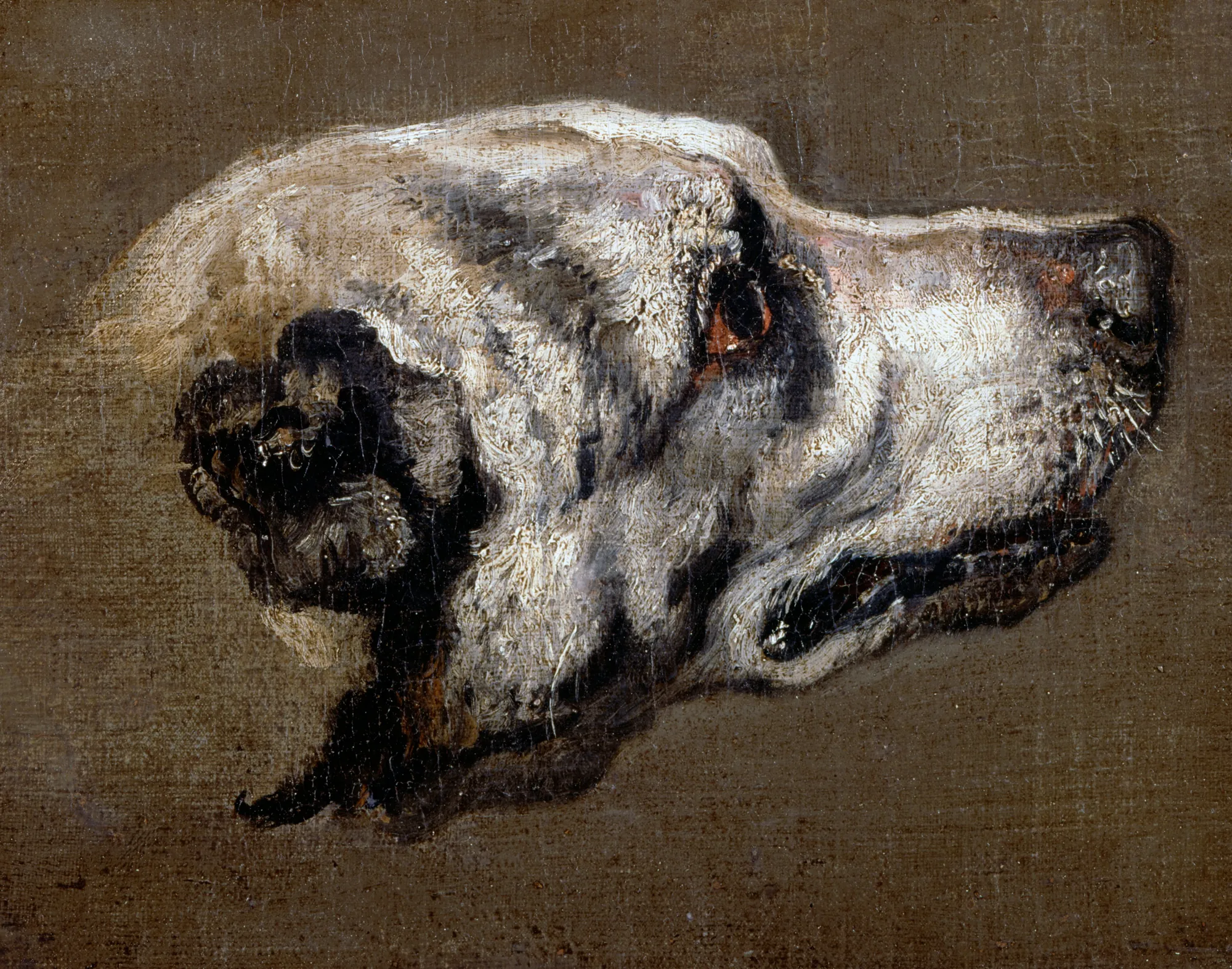 Head of a Hound