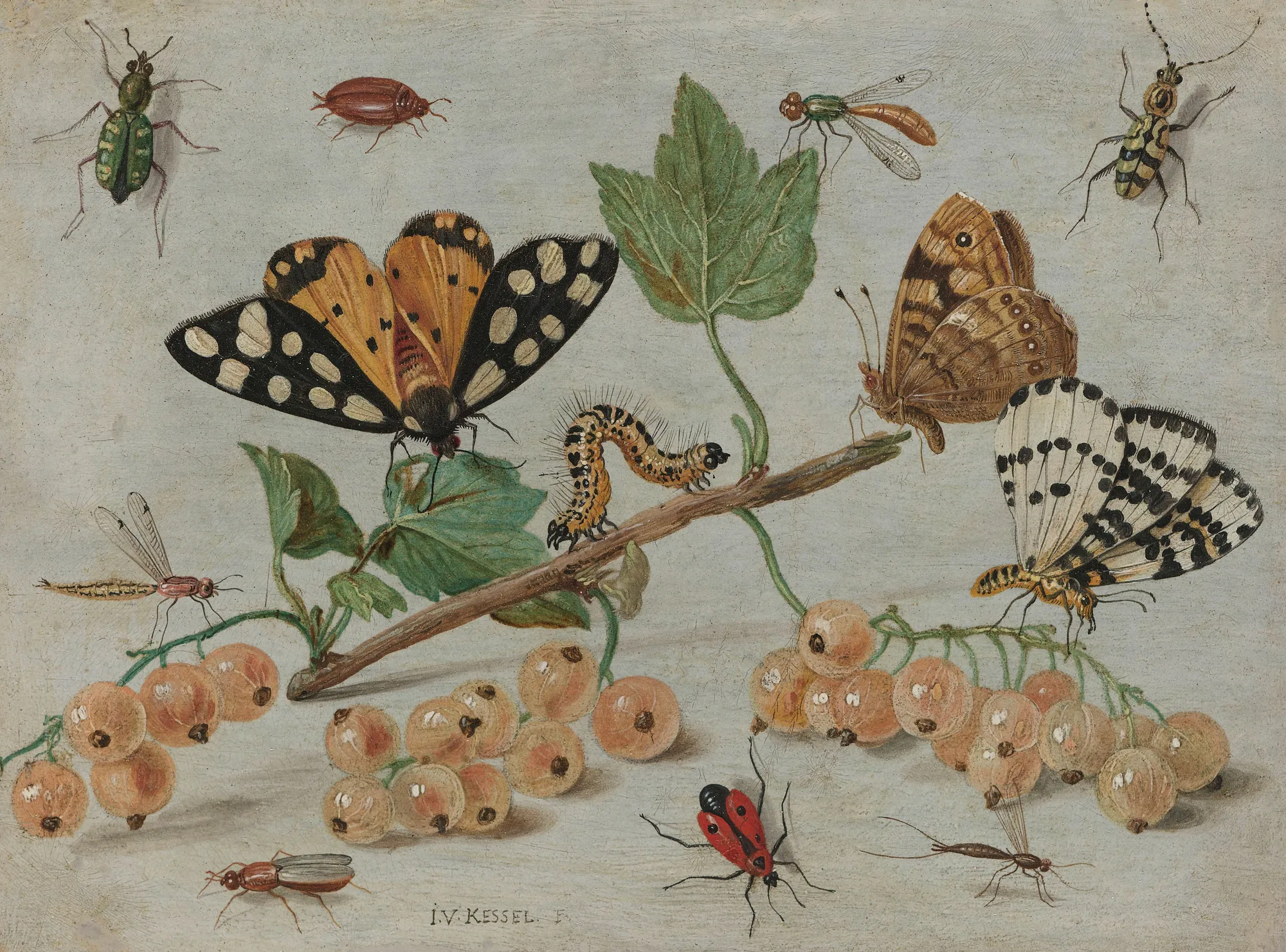 Insects and Fruit