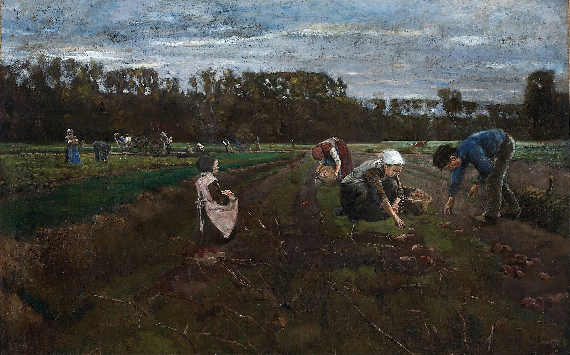 Potato Harvest