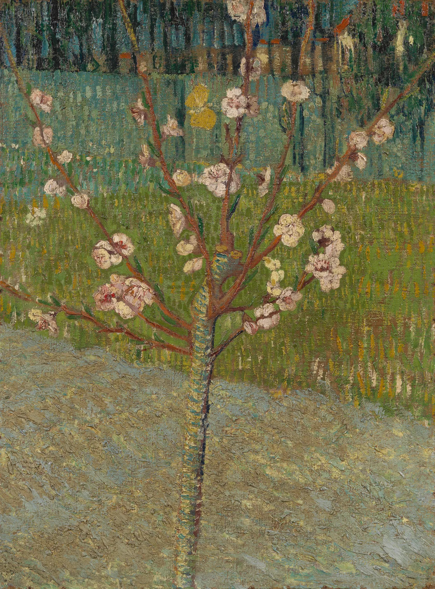 Peach Tree in Blossom